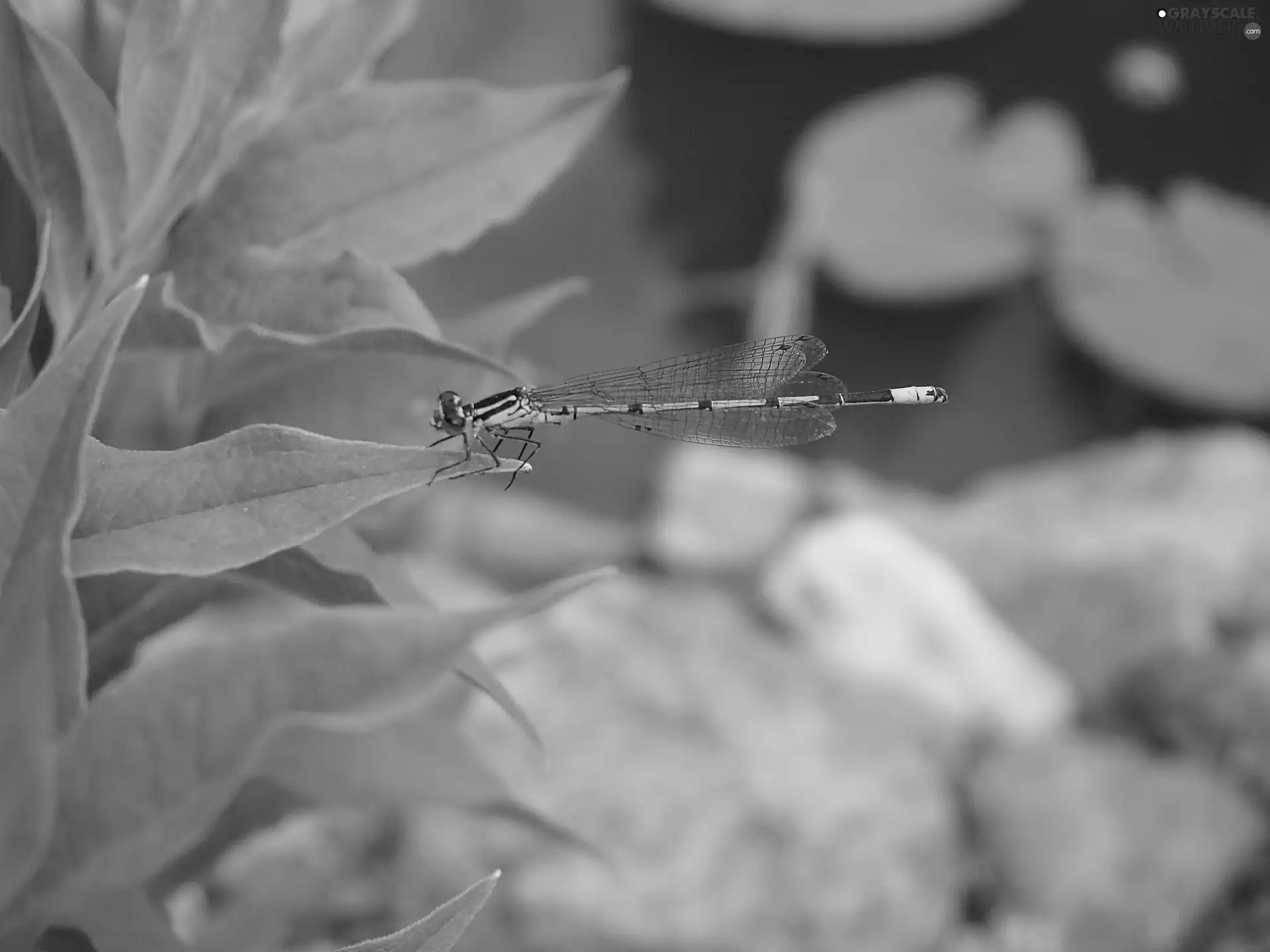 dragon-fly, leaf