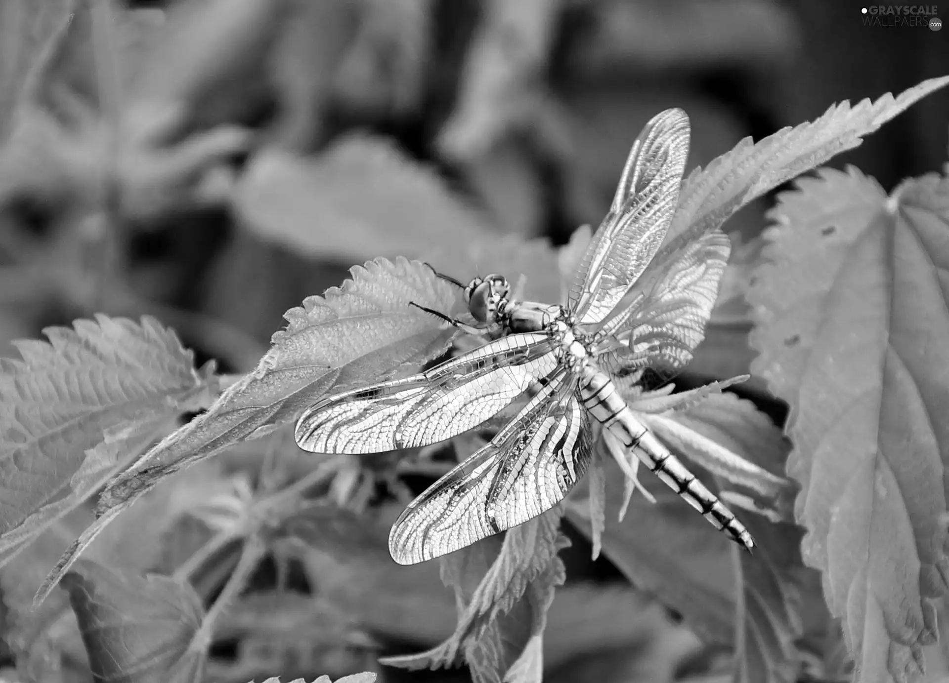 dragon-fly, Leaves