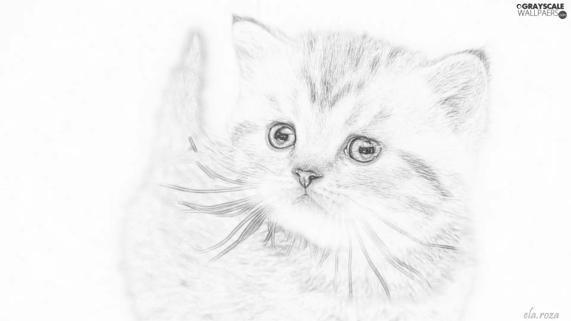 Drawing, ginger, kitten