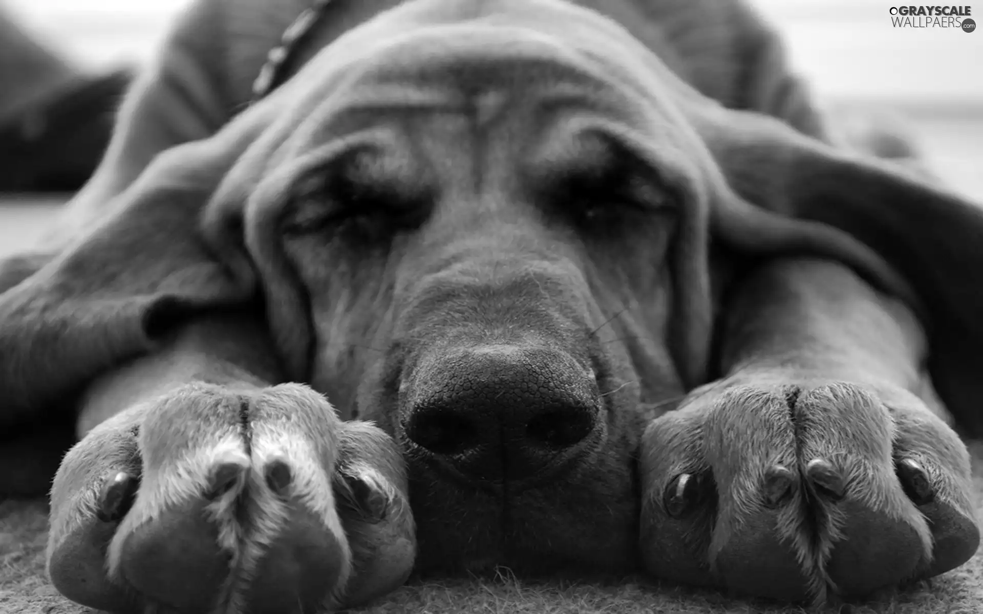 Bloodhound, resting, dream, dog-collar