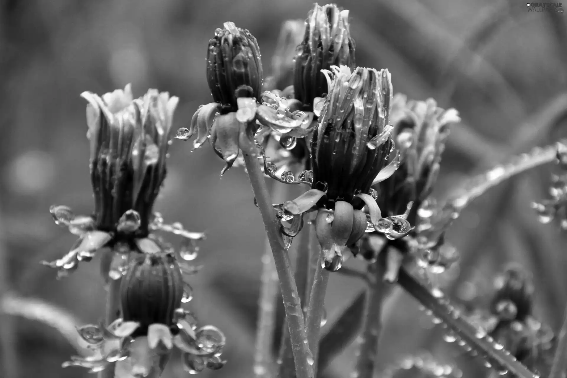 rain, Common Dandelion, drops