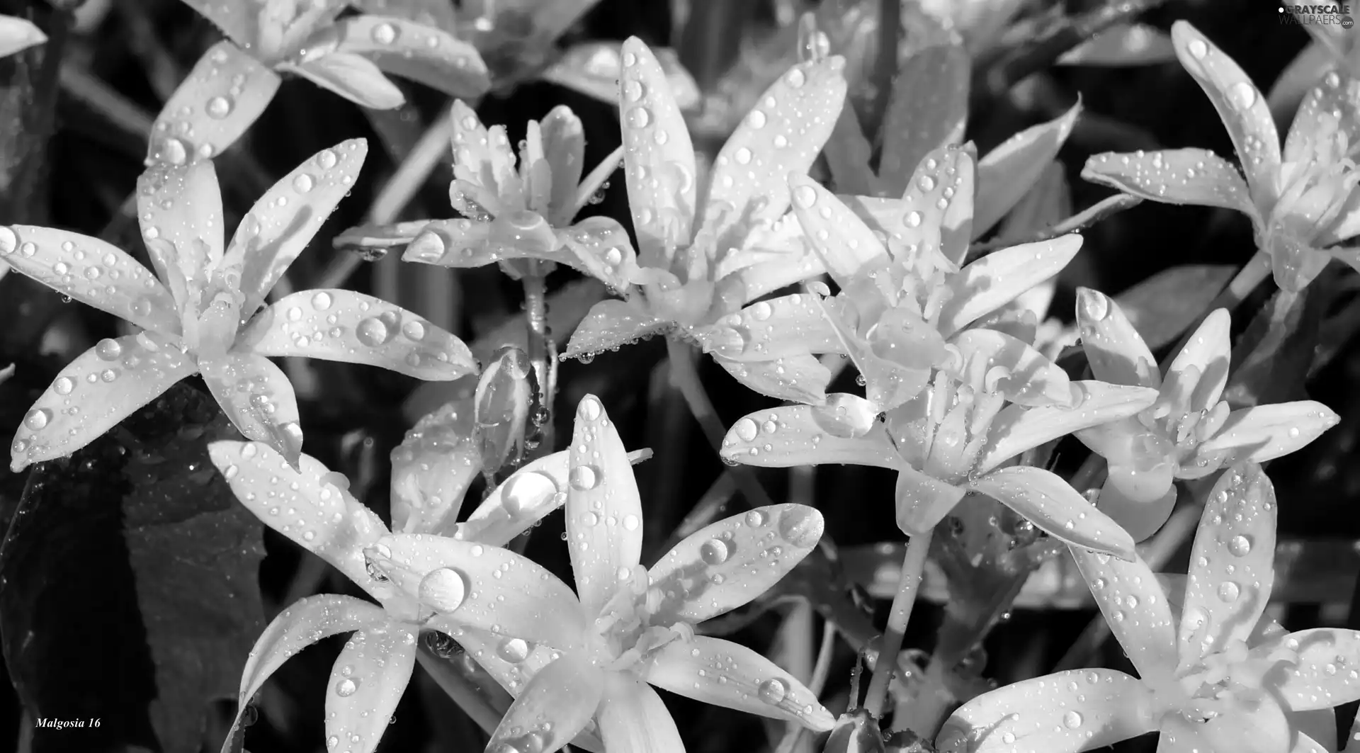 drops, dew, Flowers, Ornithogalum, White