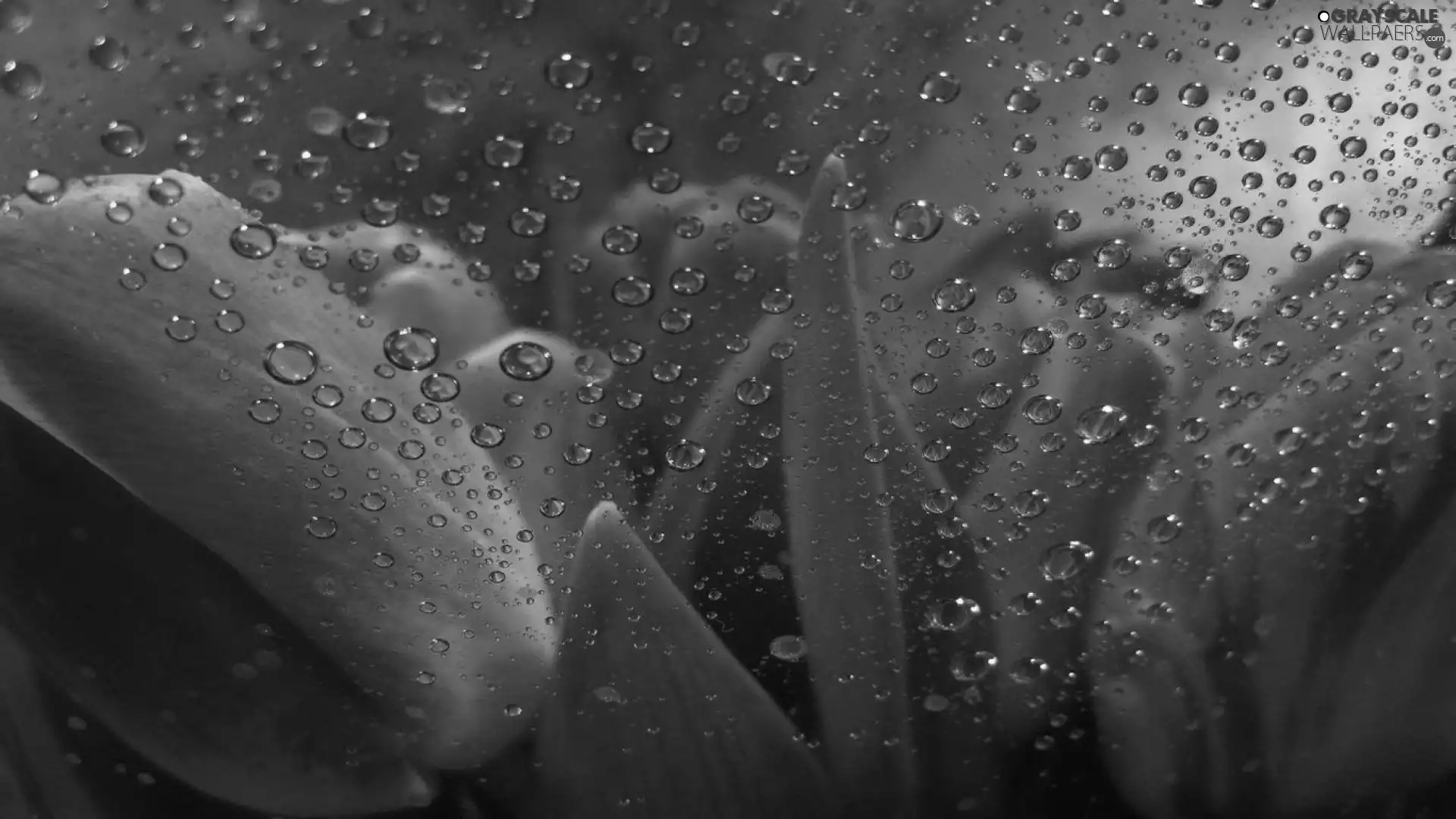 drops, Rain, Tulips, Glass, Red