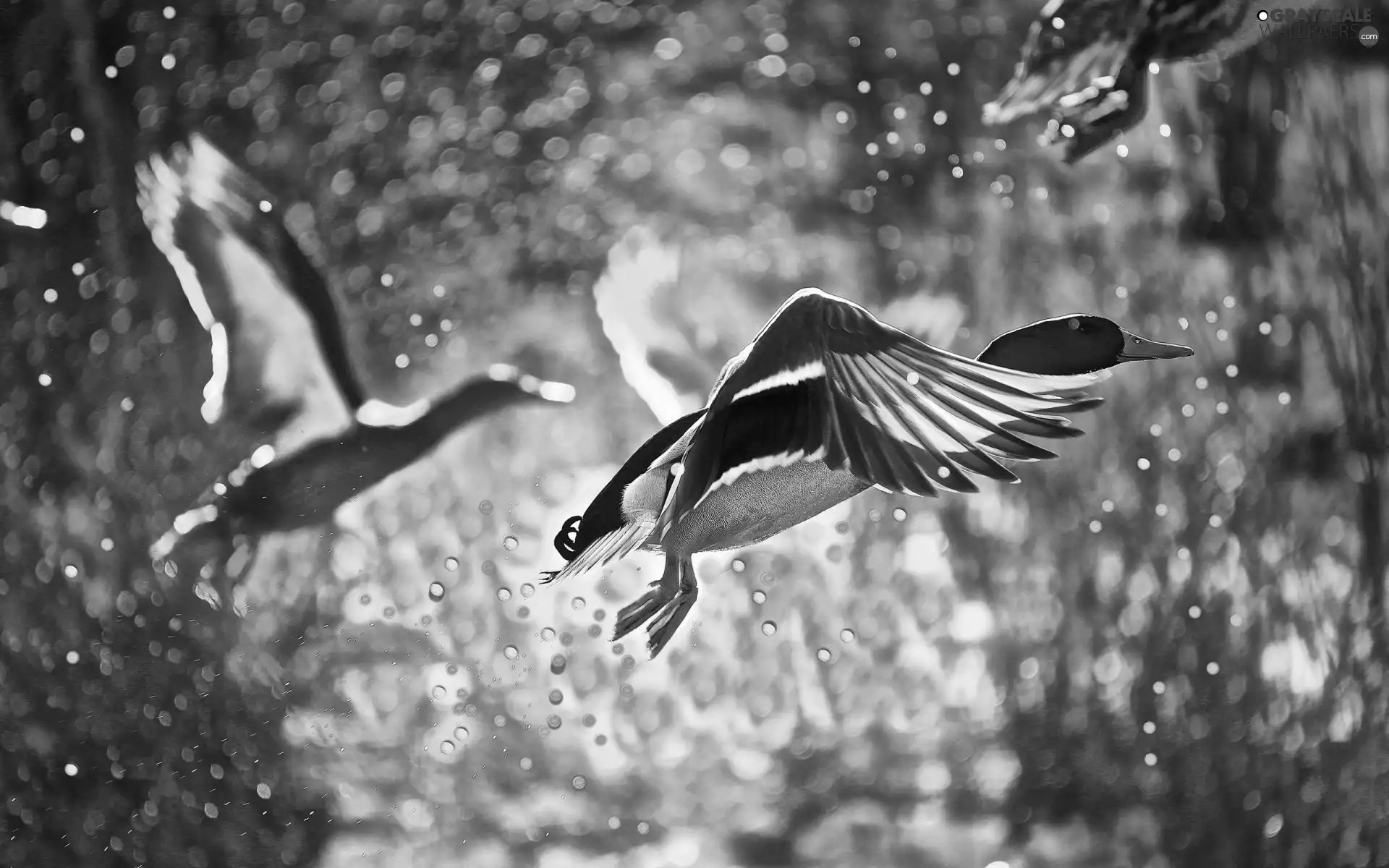 drops, water, flying, ducks, Two