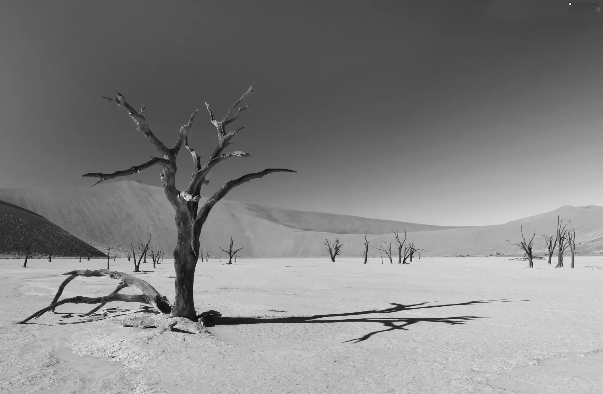 drought, Desert, trees