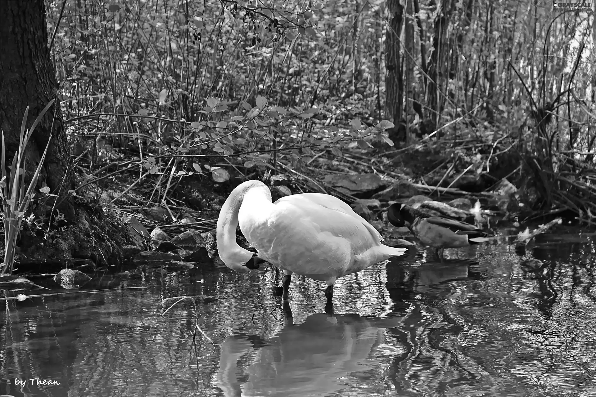 Swans, duck