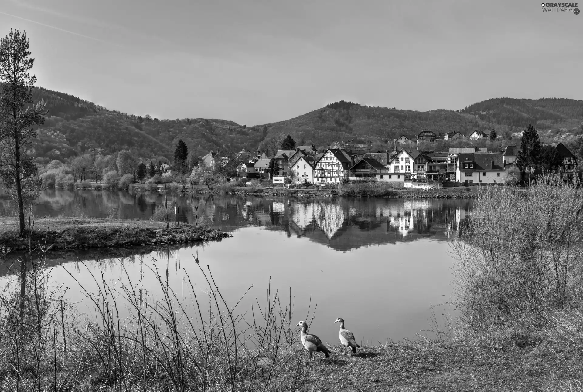 woods, Town, Germany, Mountains, River, ducks, autumn