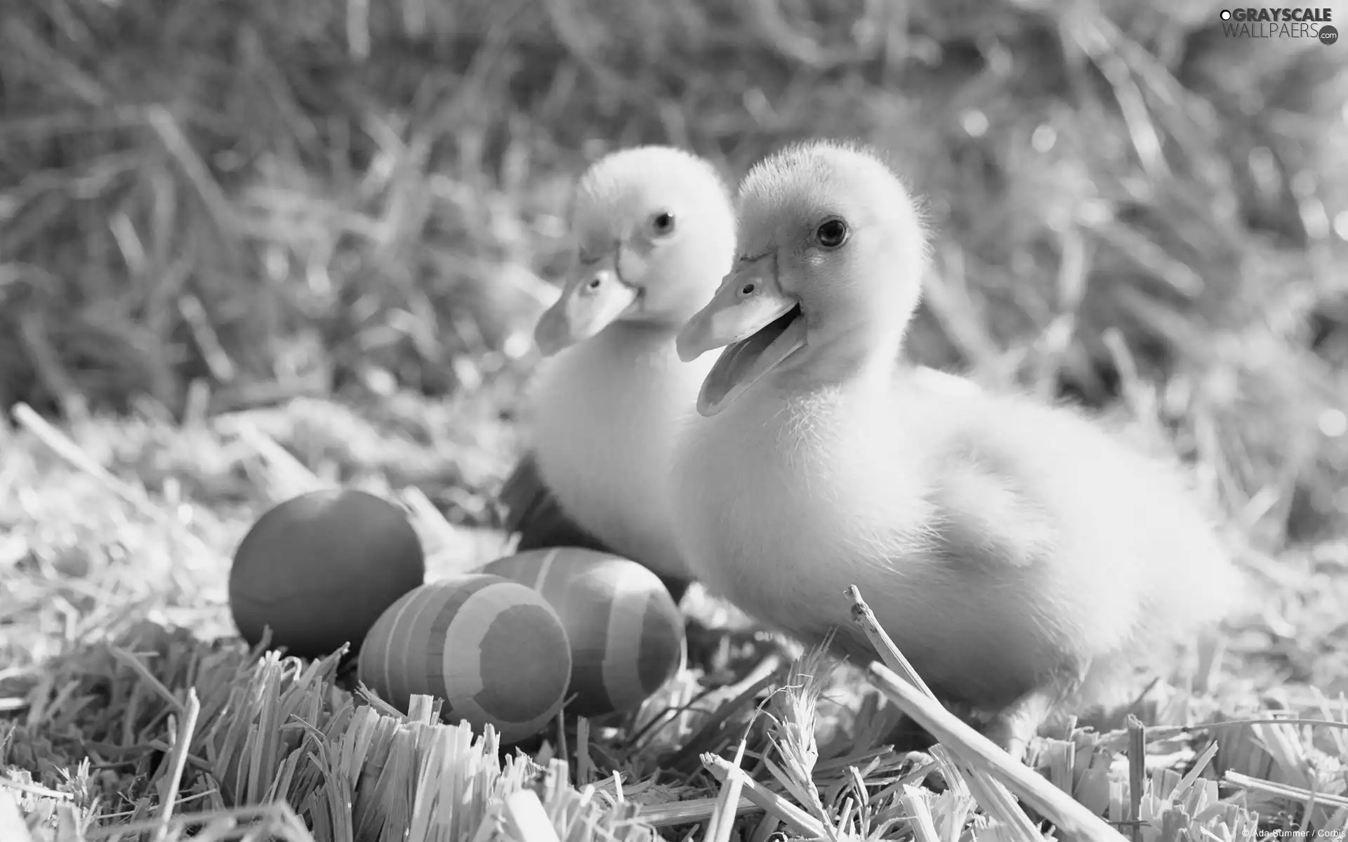 eggs, ducks