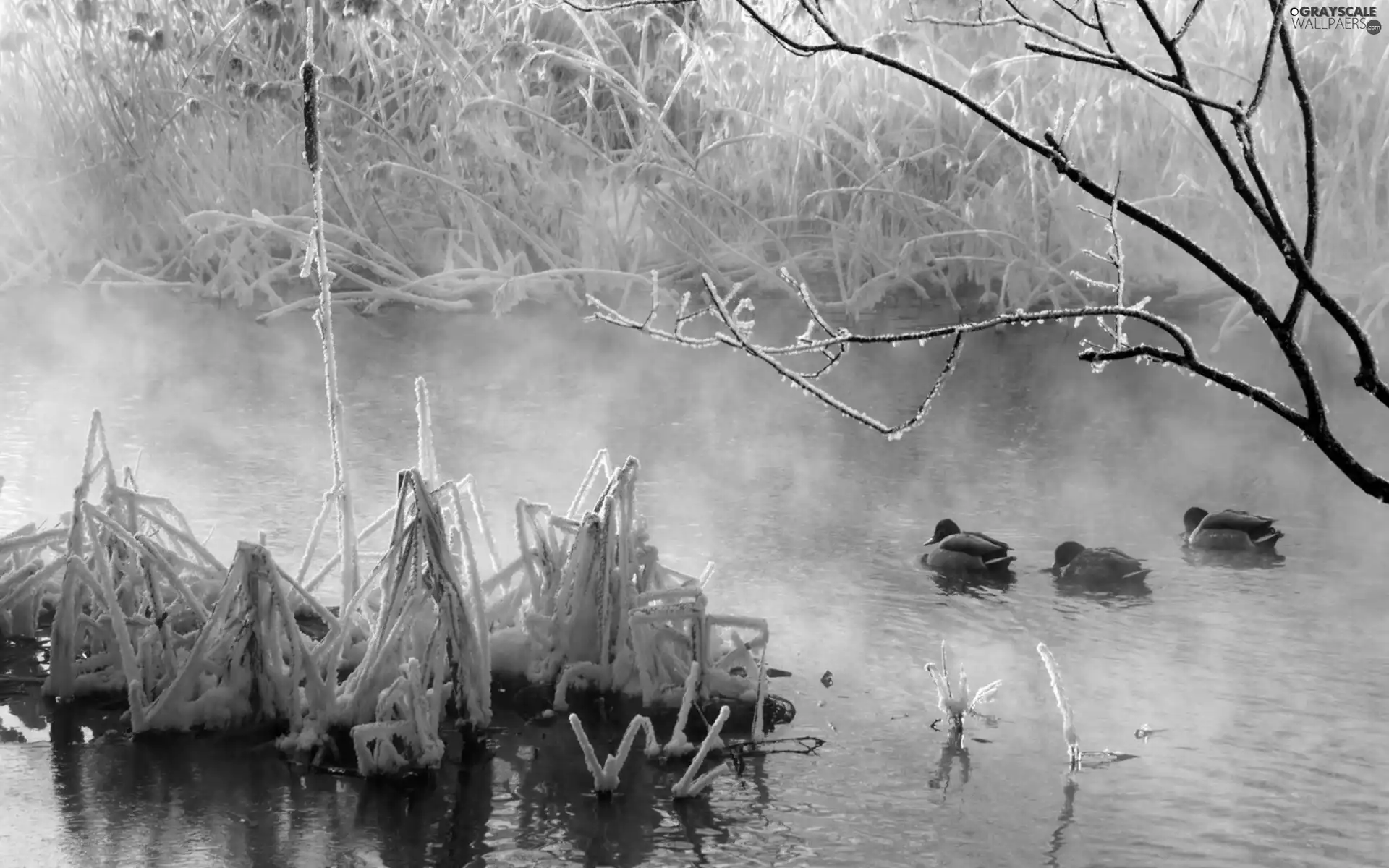ducks, winter, trees, viewes, River