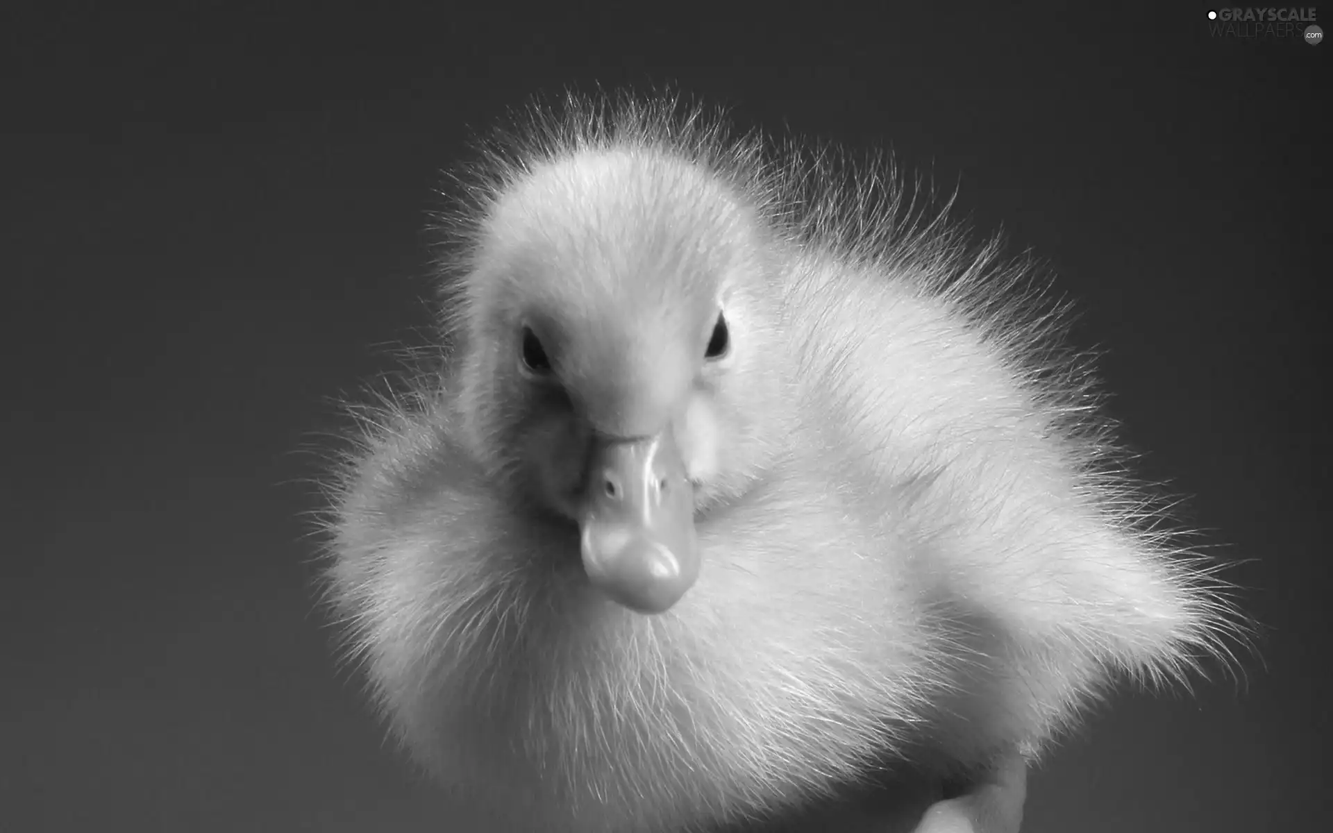 small, Ducky