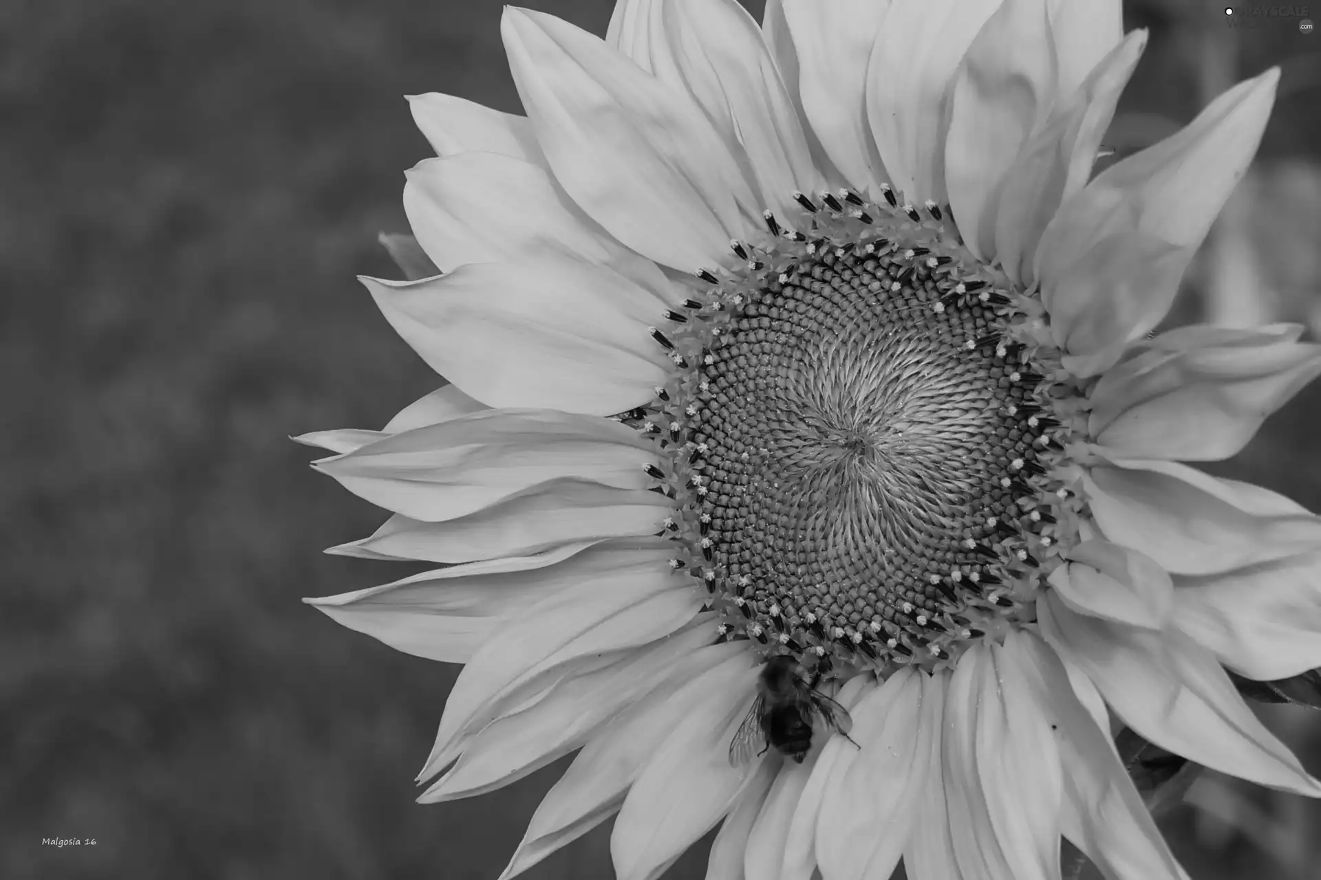 Sunflower, dumbledor