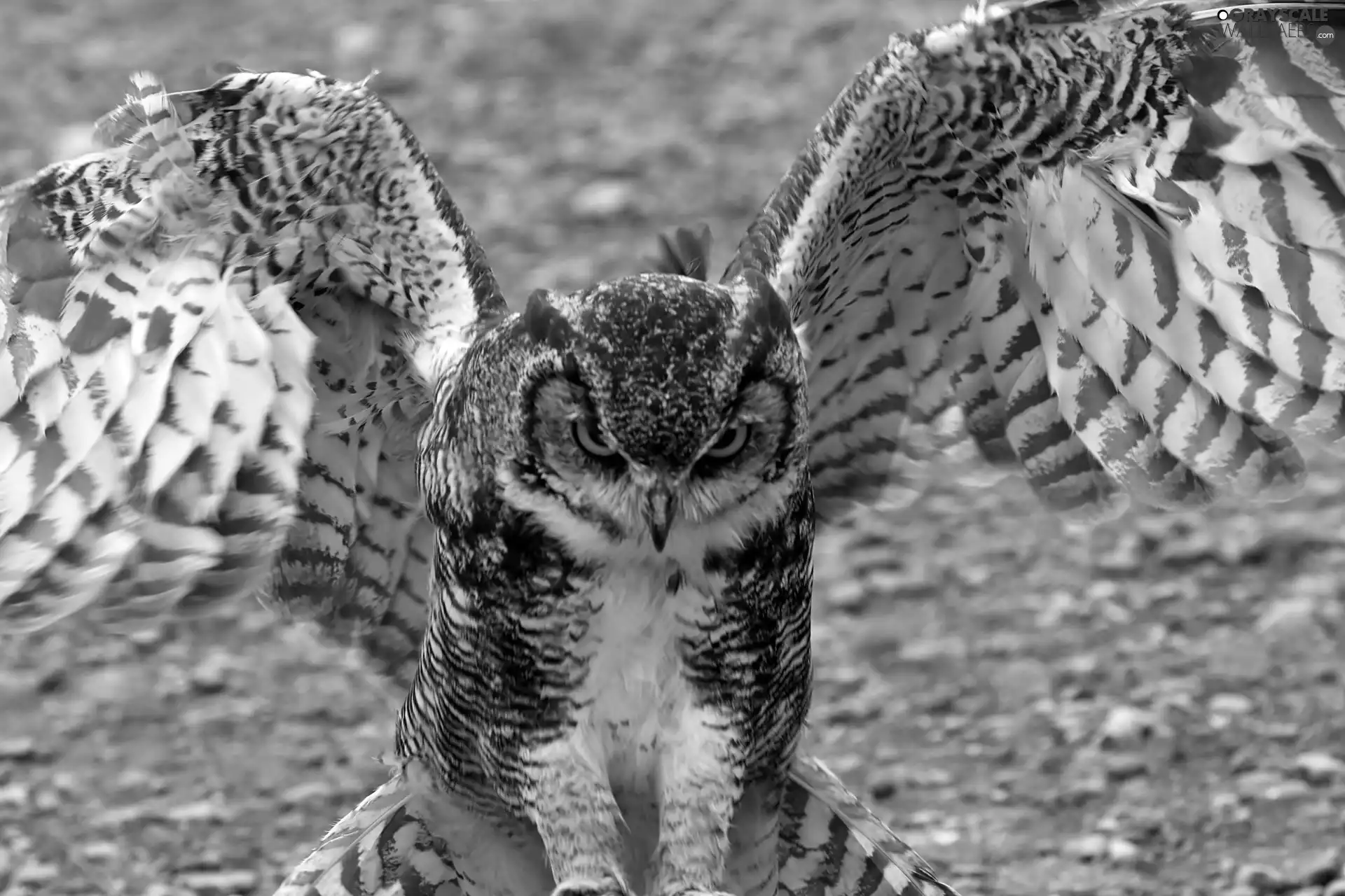 eagle-owl, blur