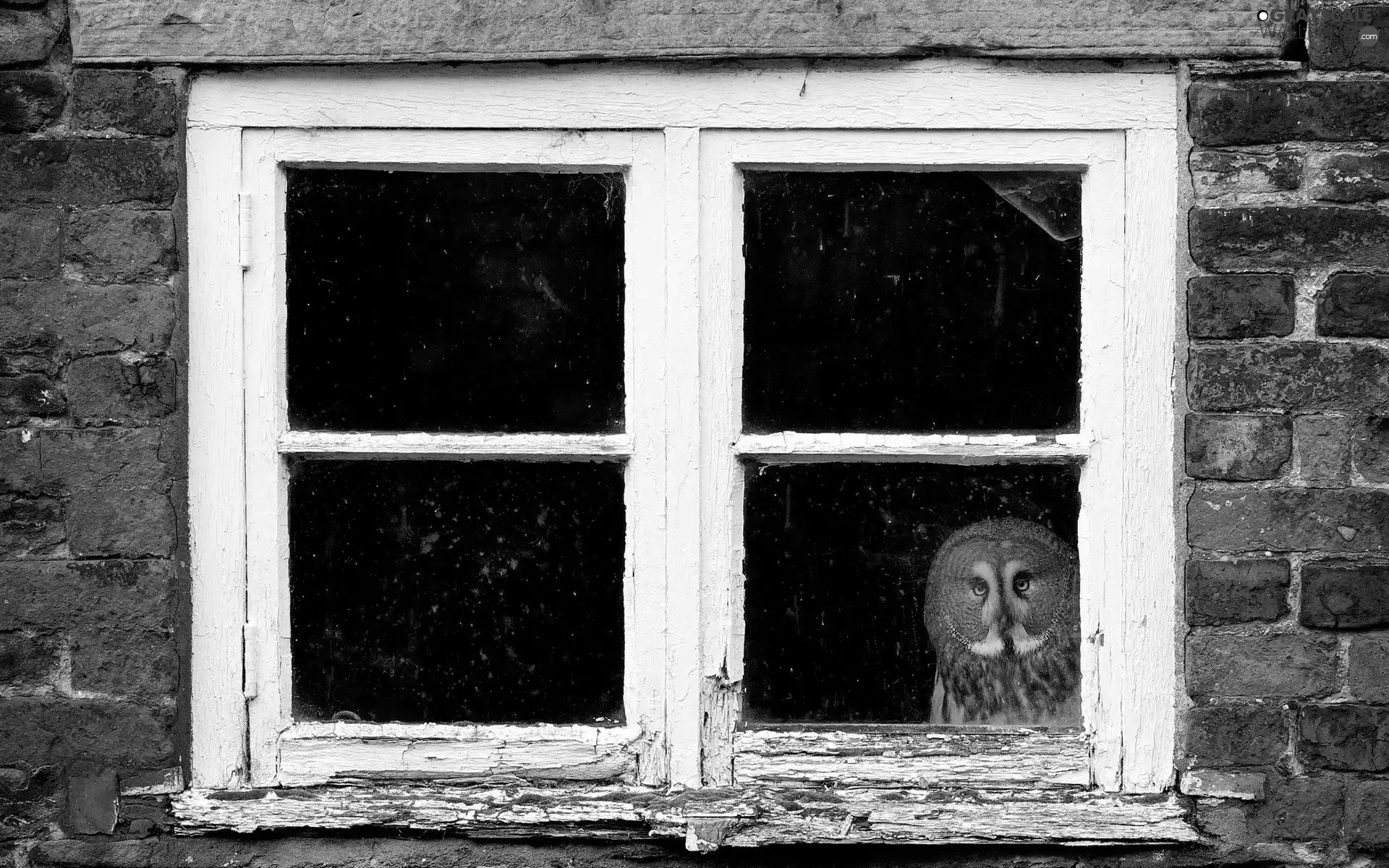 Window, owl, eagle-owl
