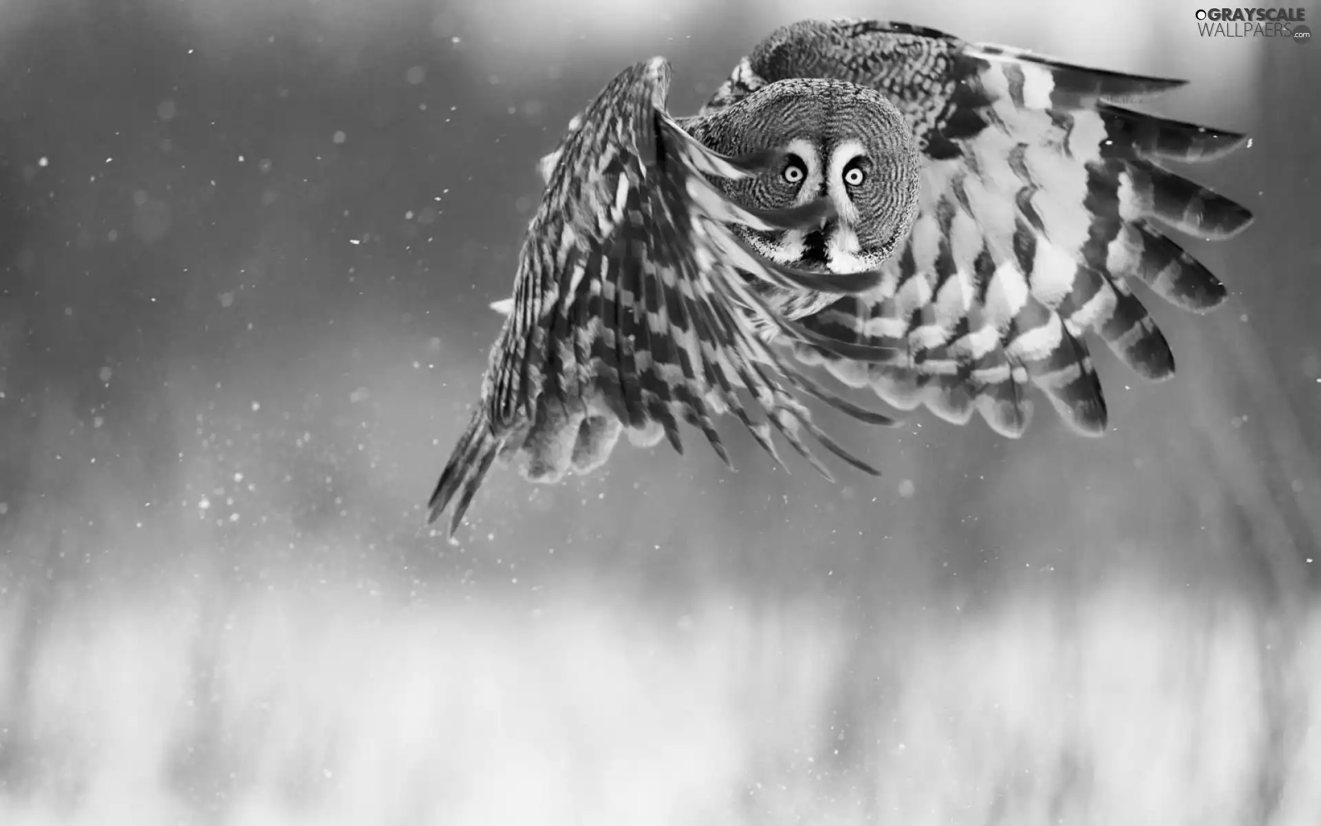eagle-owl, wings