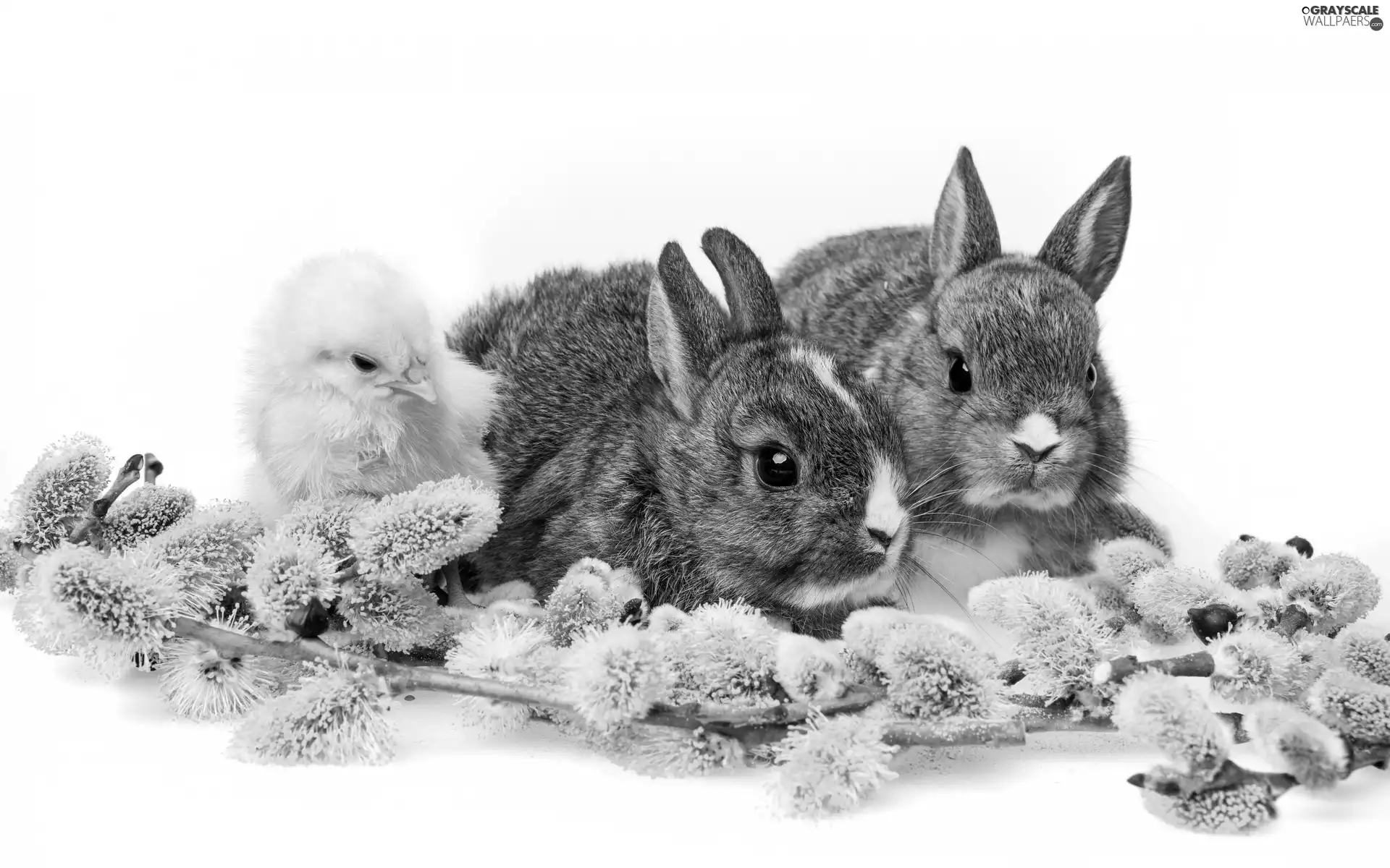 Easter, rabbits, chicken