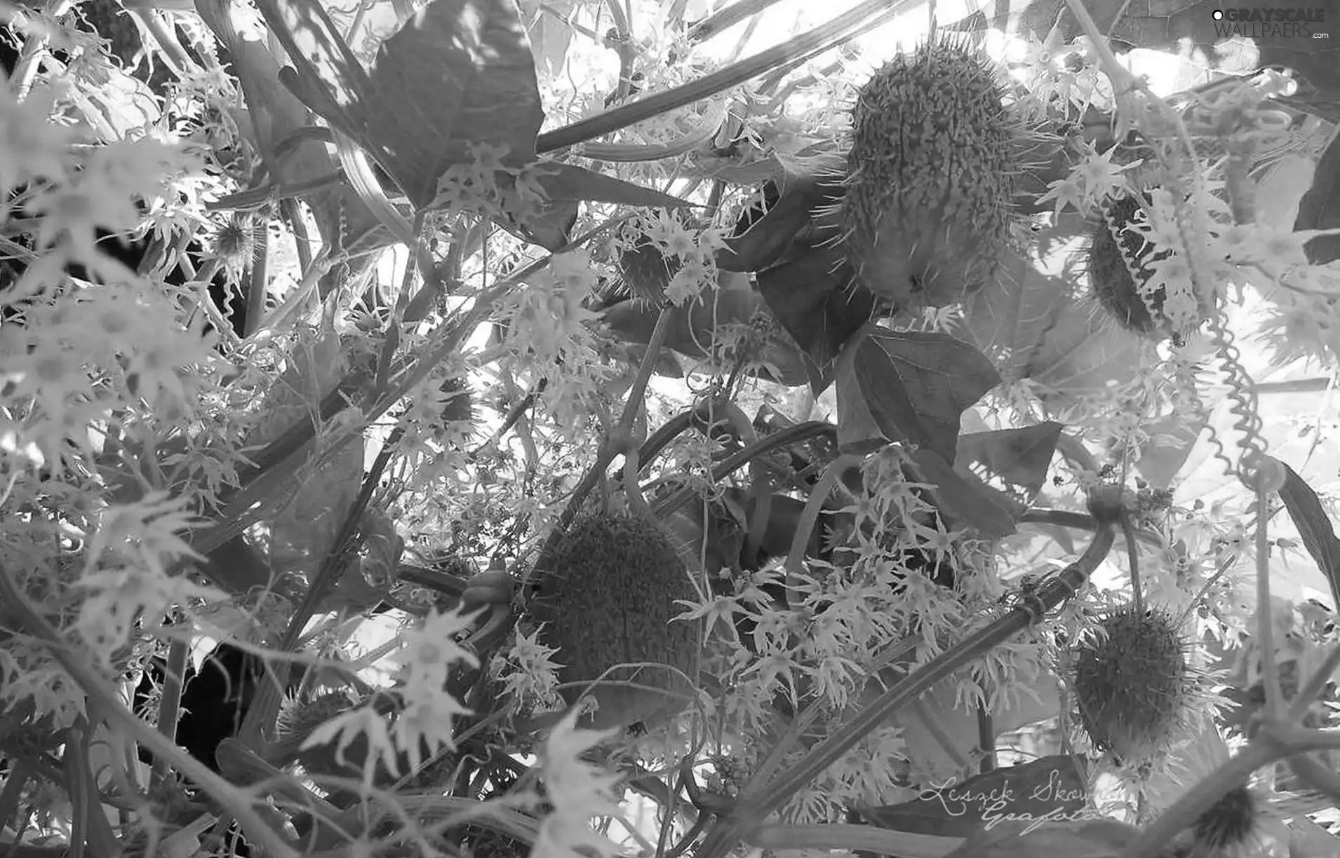 Fruits, Leaf, Echinocystis Lobata, climber