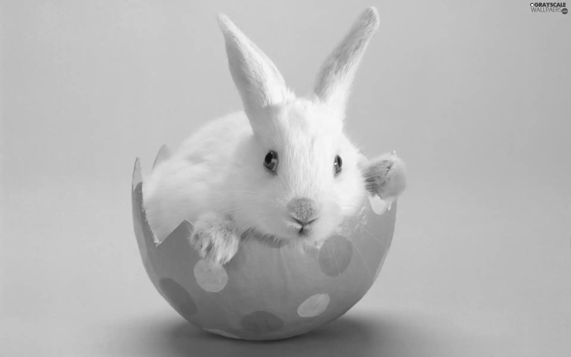eggs, Easter, Bunny, shell, White