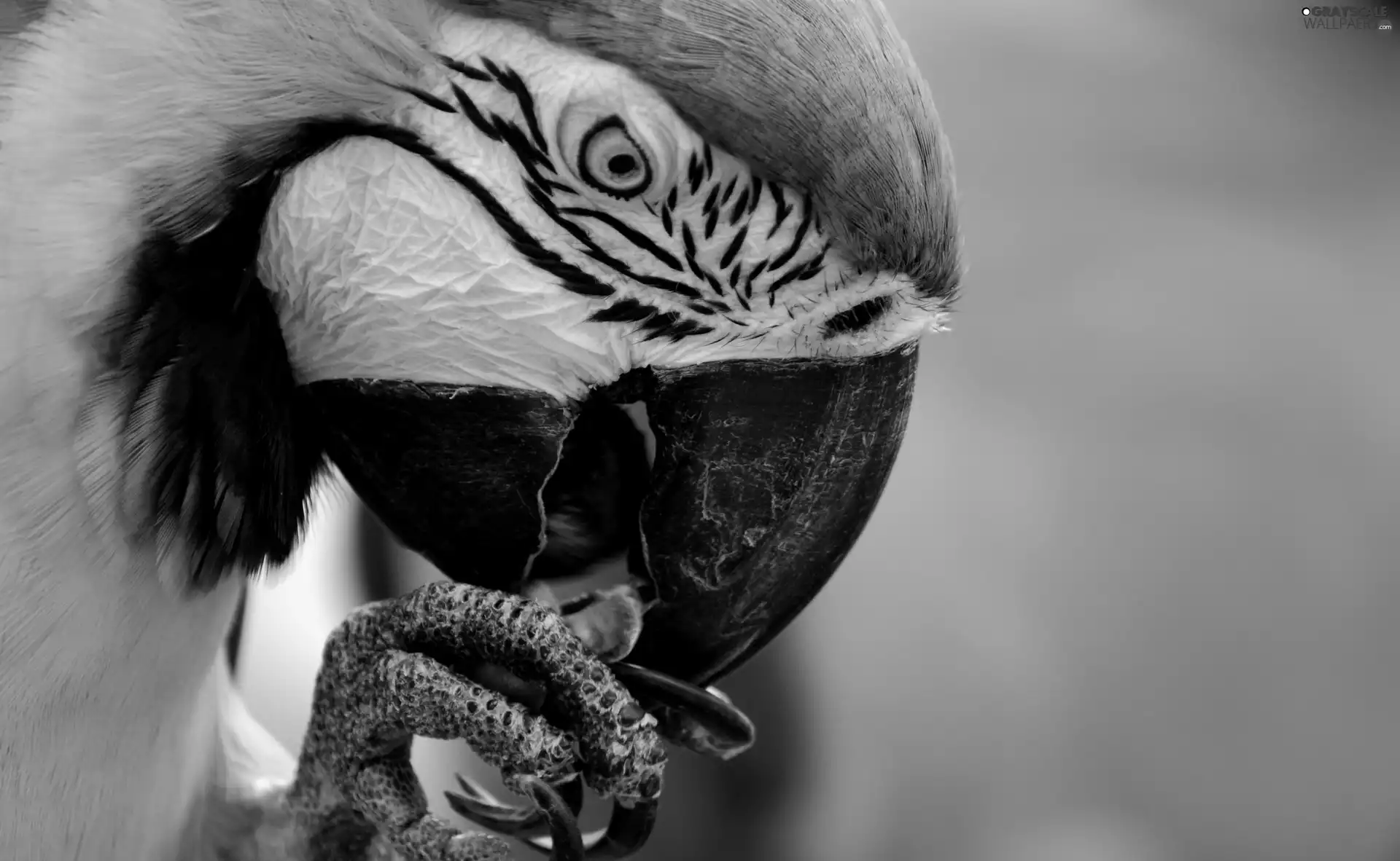 parrot, Nails, eye, nose
