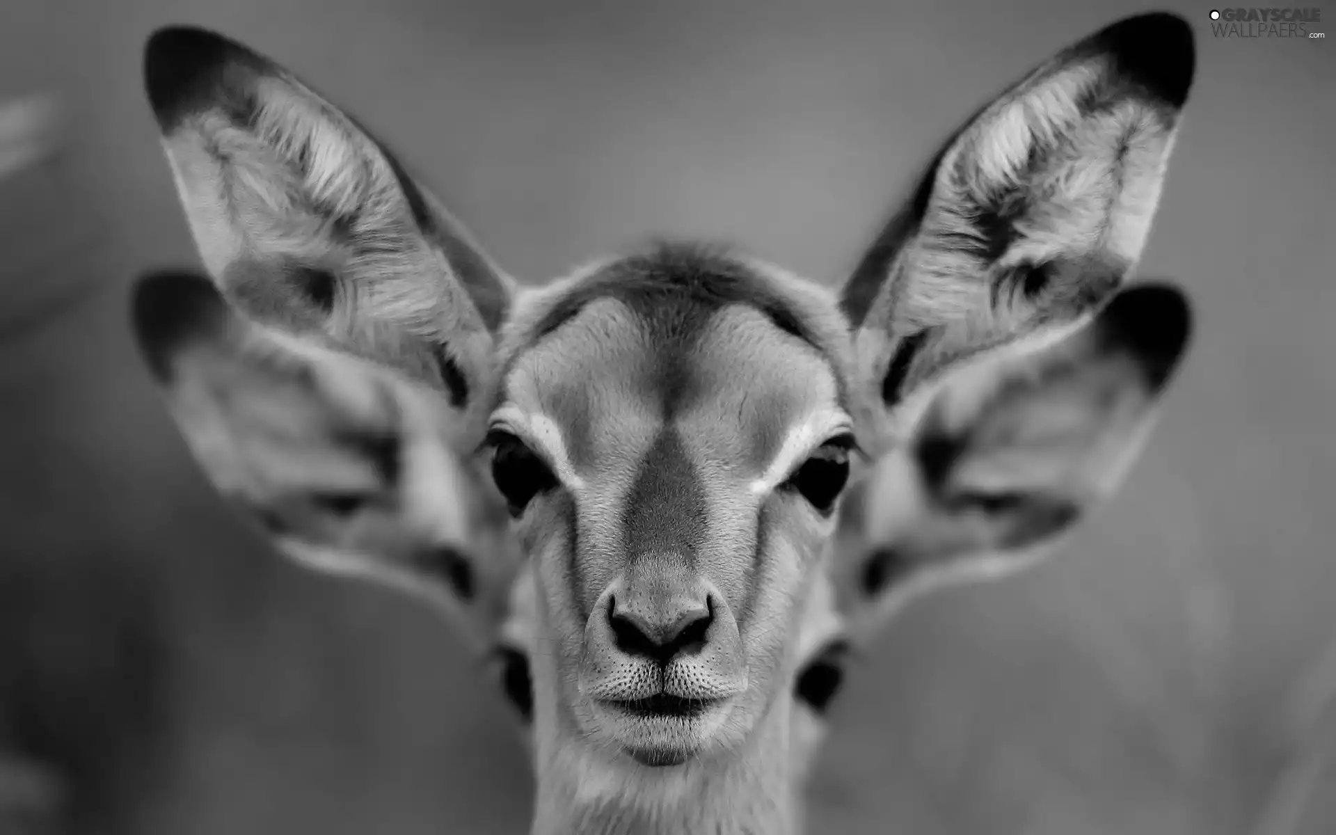 Eyes, Antelope, ears