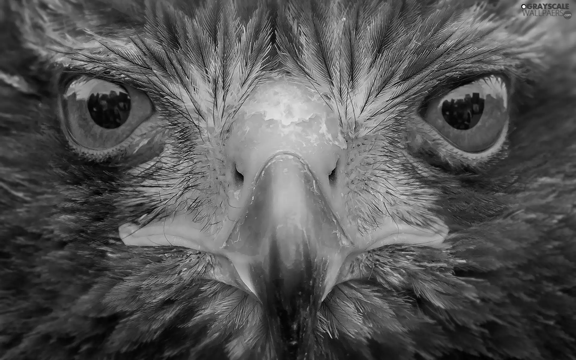 Head, nose, Eyes, Eagle