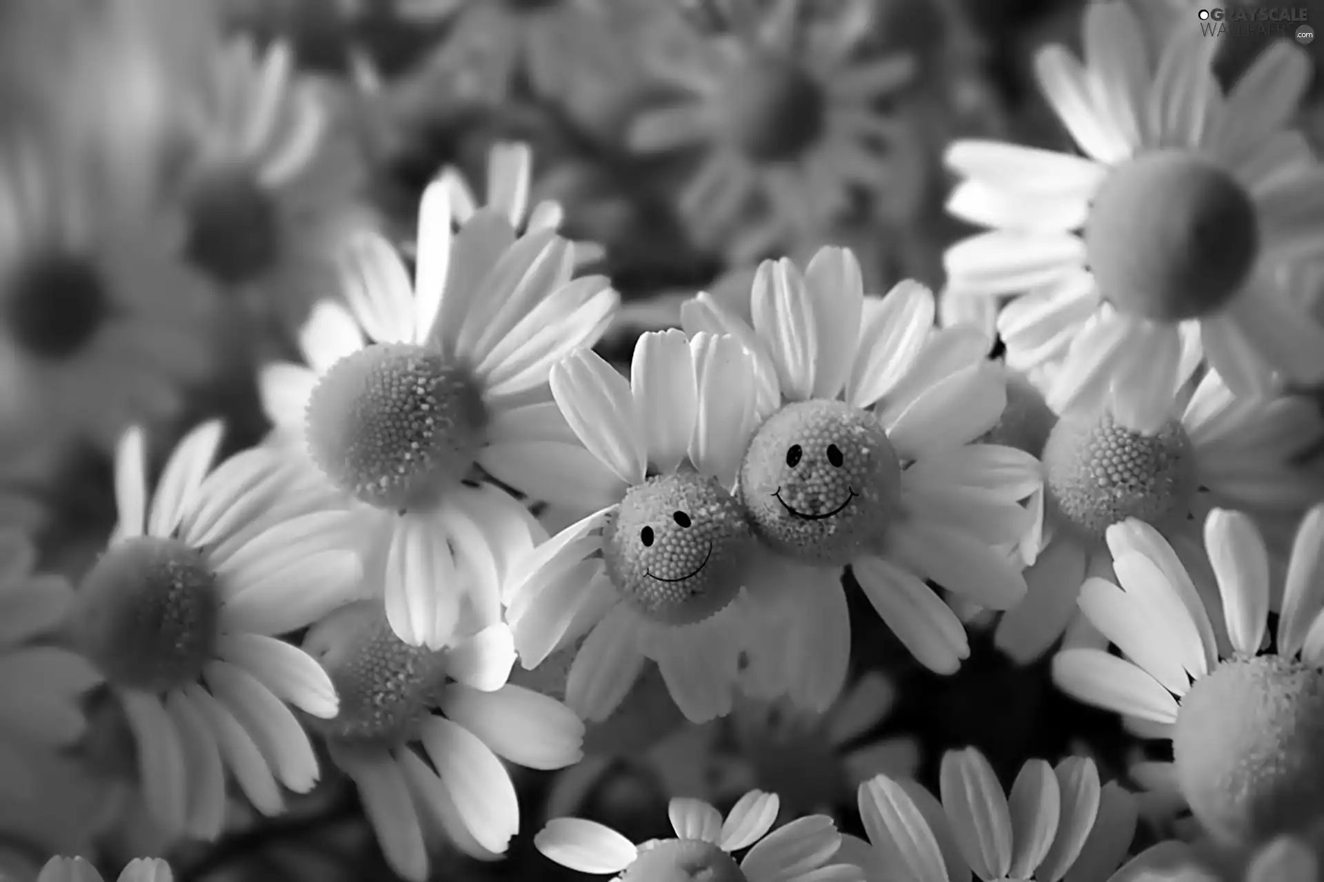 faces, camomiles, smiling