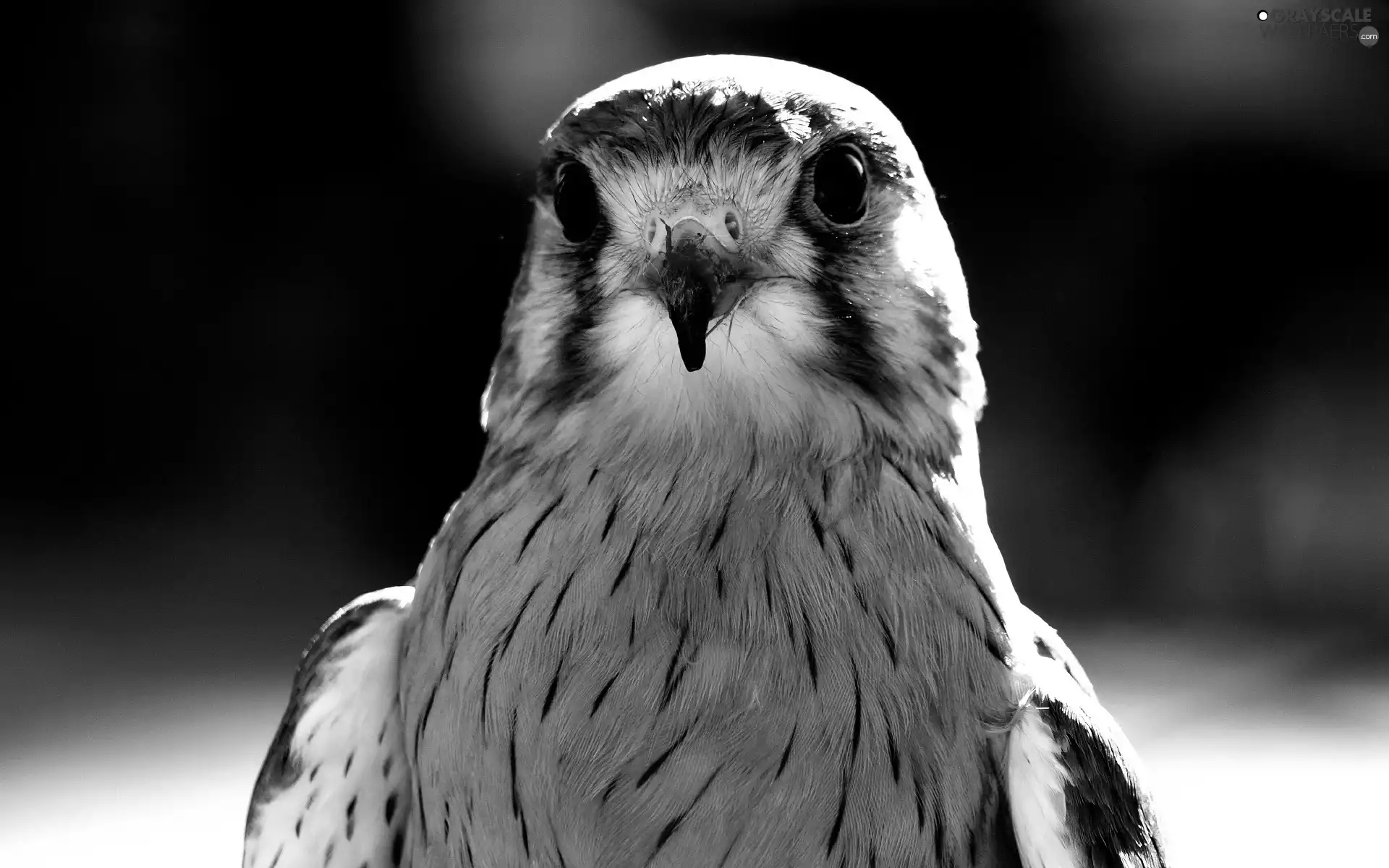 Bird, falcon