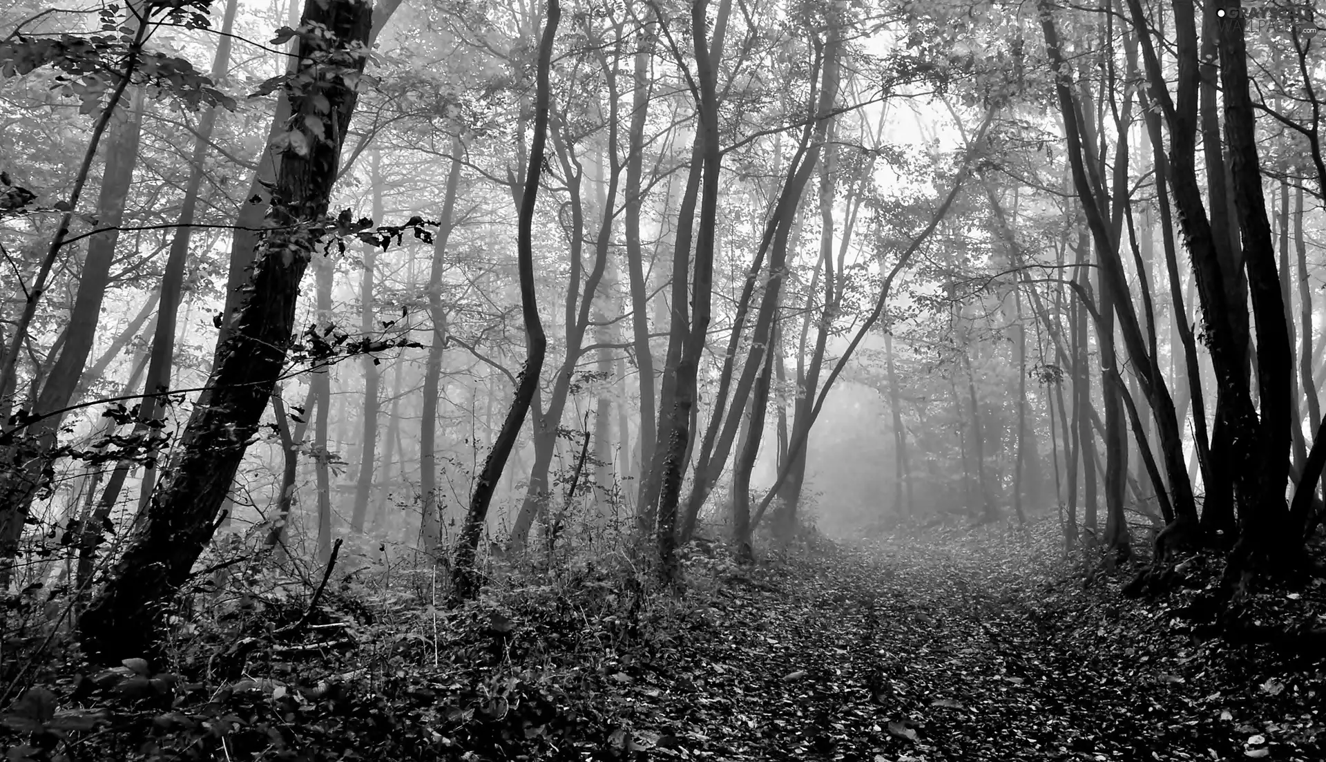 Way, trees, fallen, Leaf, Fog, viewes