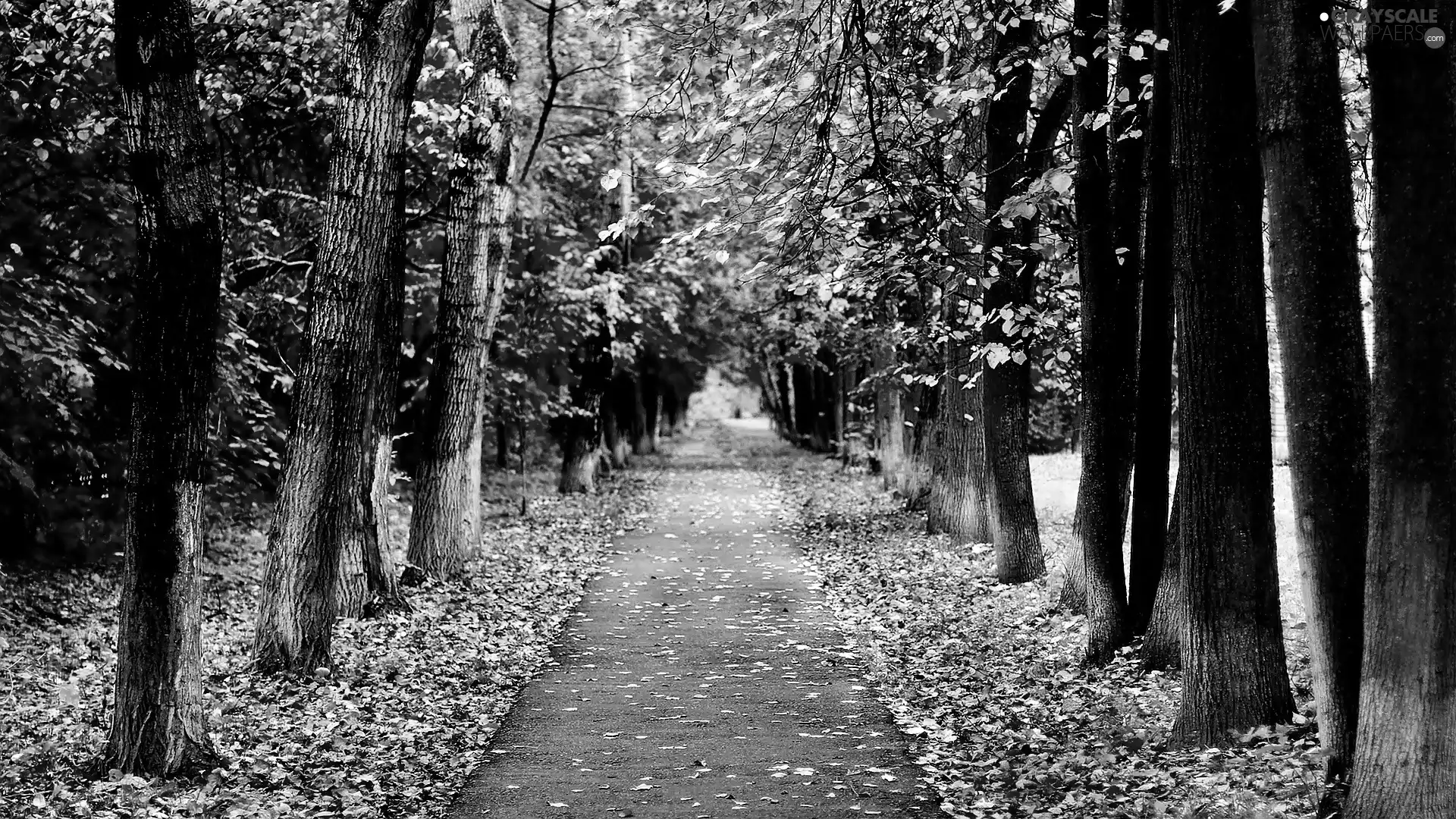 trees, Way, Leaf, hedge, autumn, fallen, Park