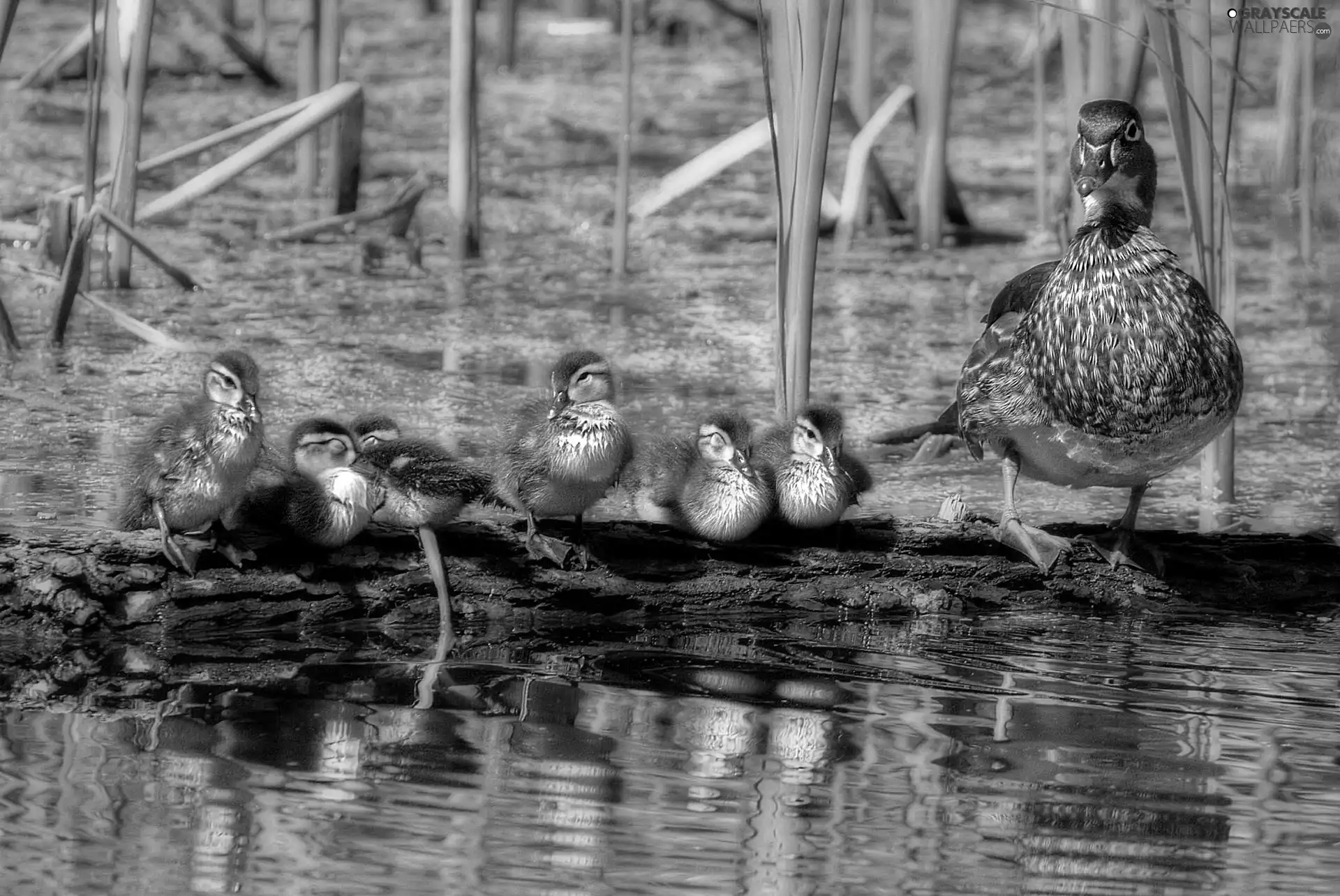 Pond - car, Duck, Family
