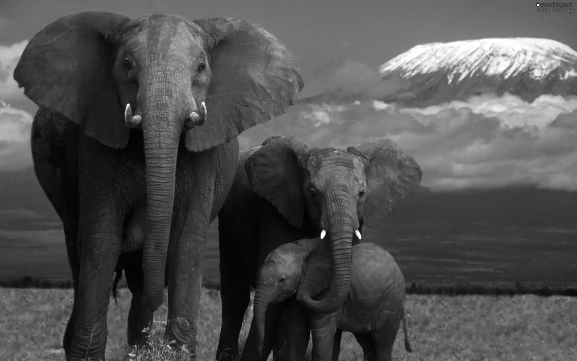 Elephants, Family