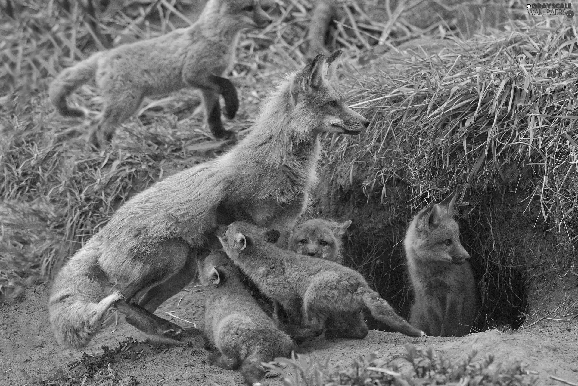 foxes, Family