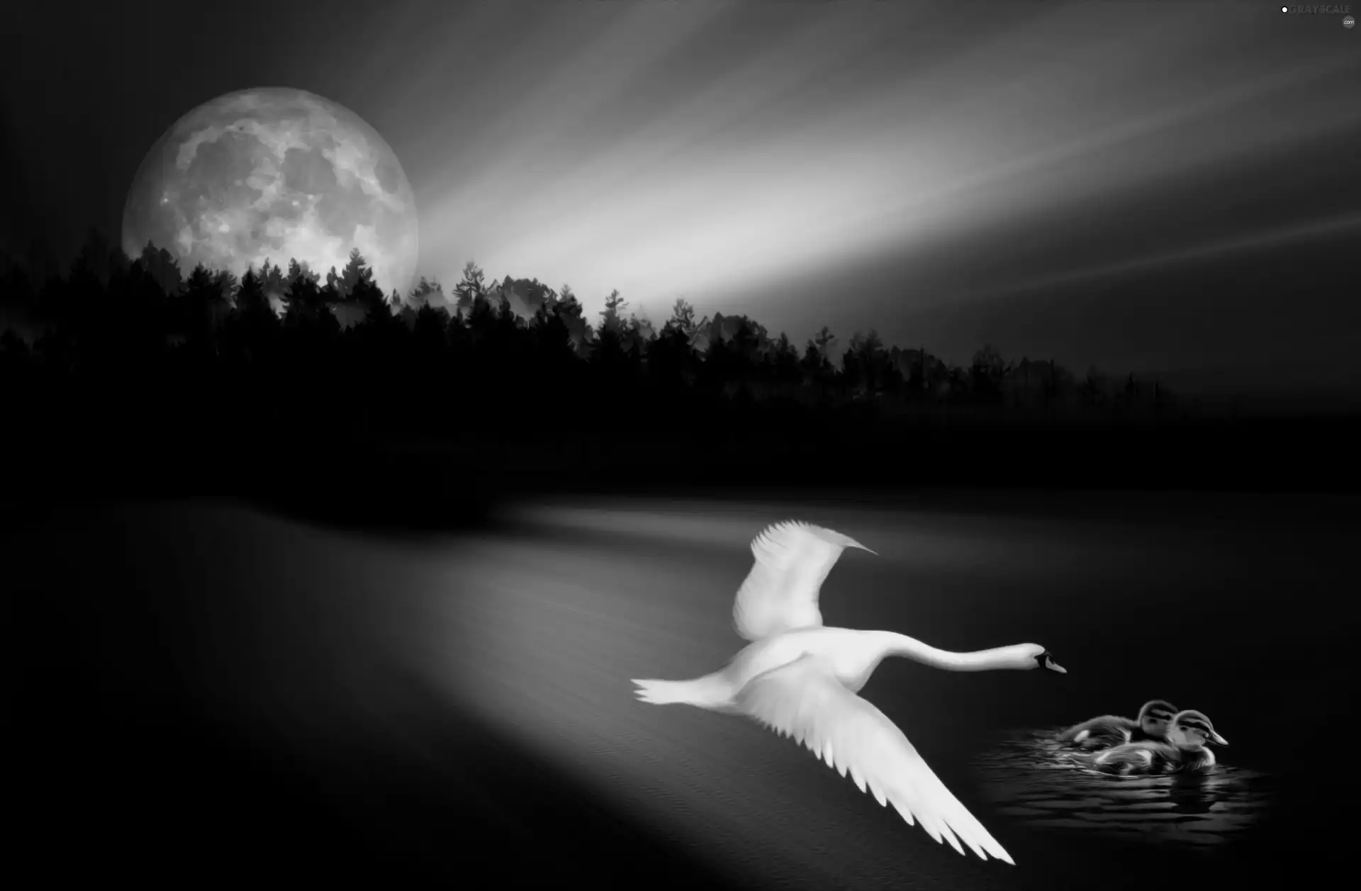 swanlike, moon, fantasy, lake