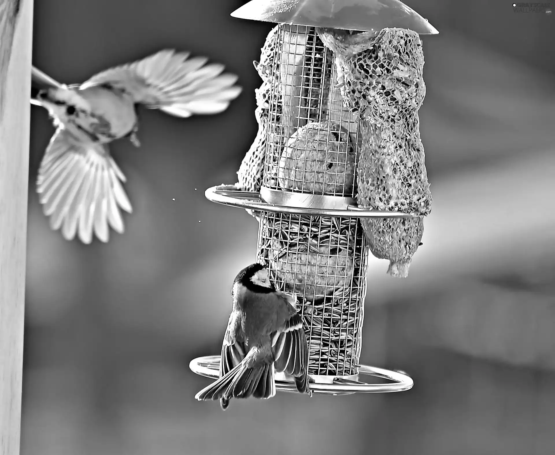 Chickadees, Bird feeder