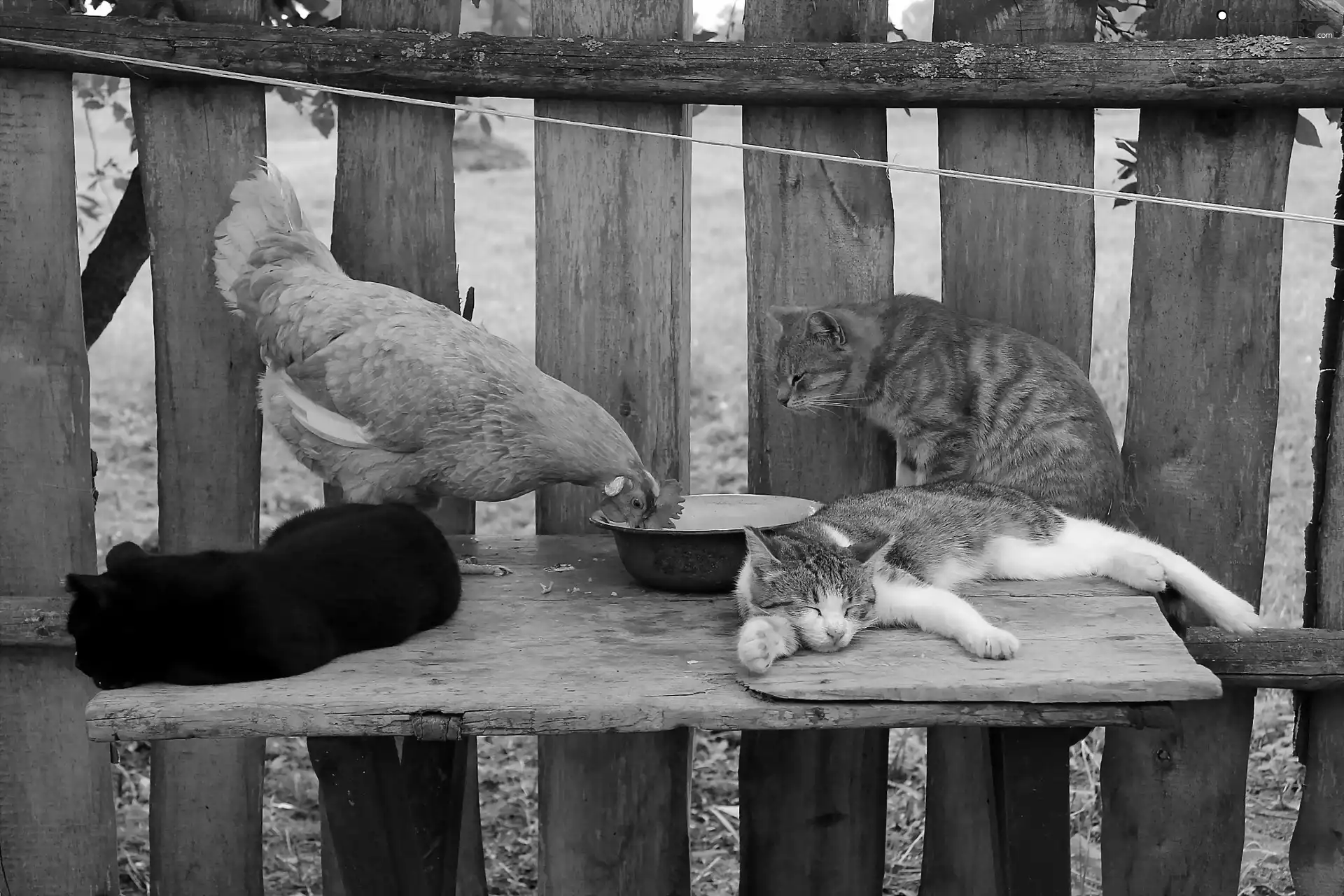 Fence, chicken, cats