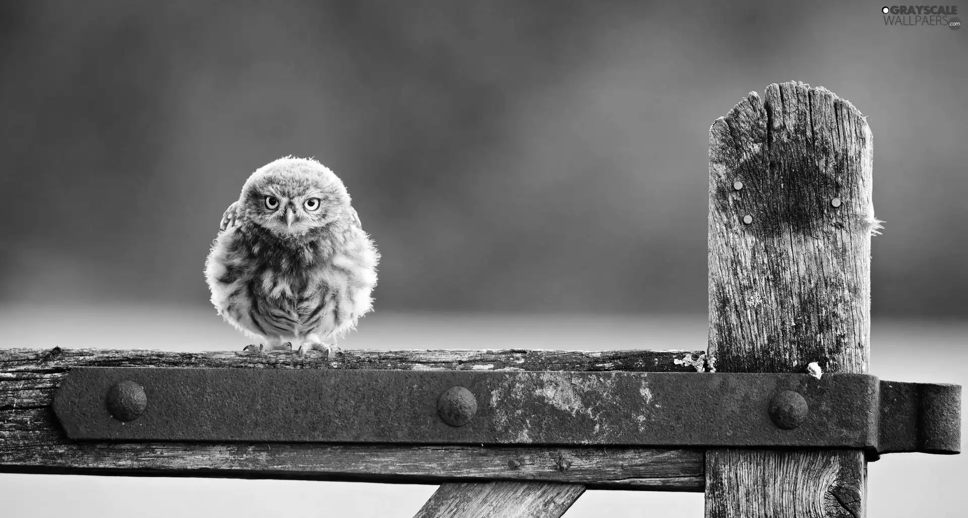 owl, fence