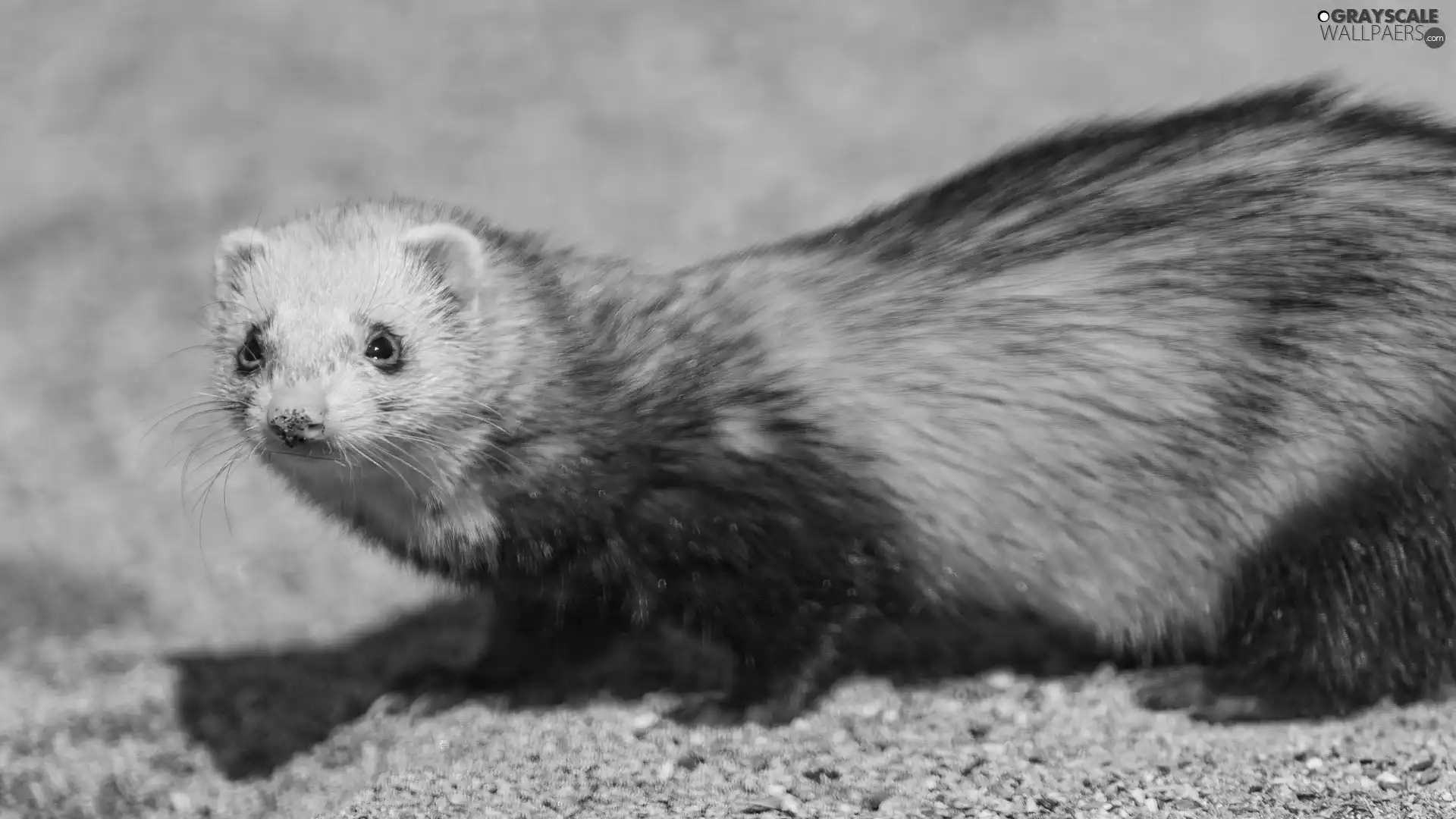 young, ferret