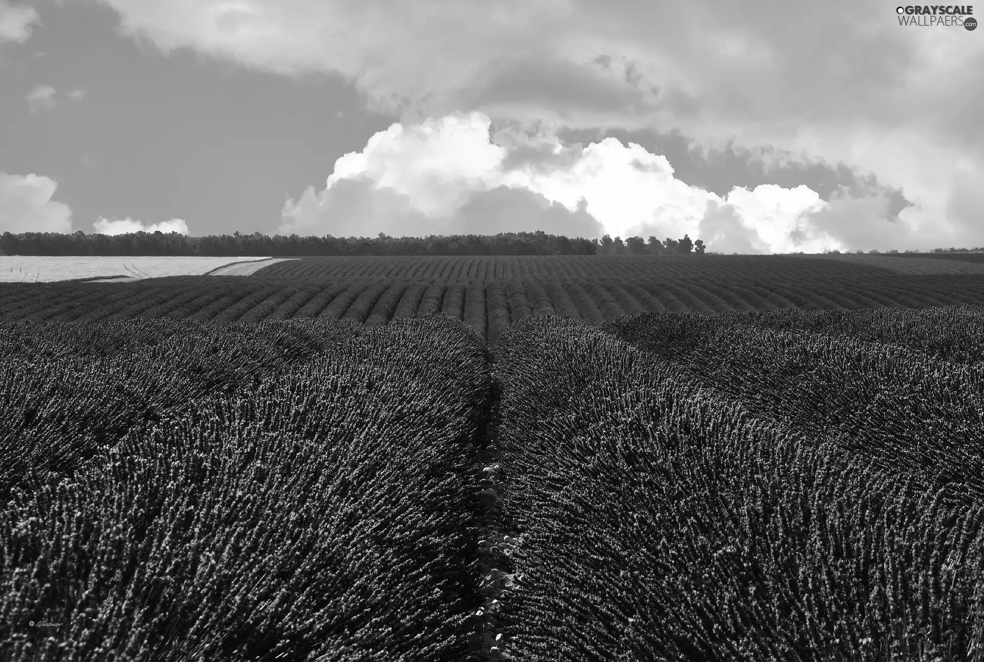 field, clouds, lavender