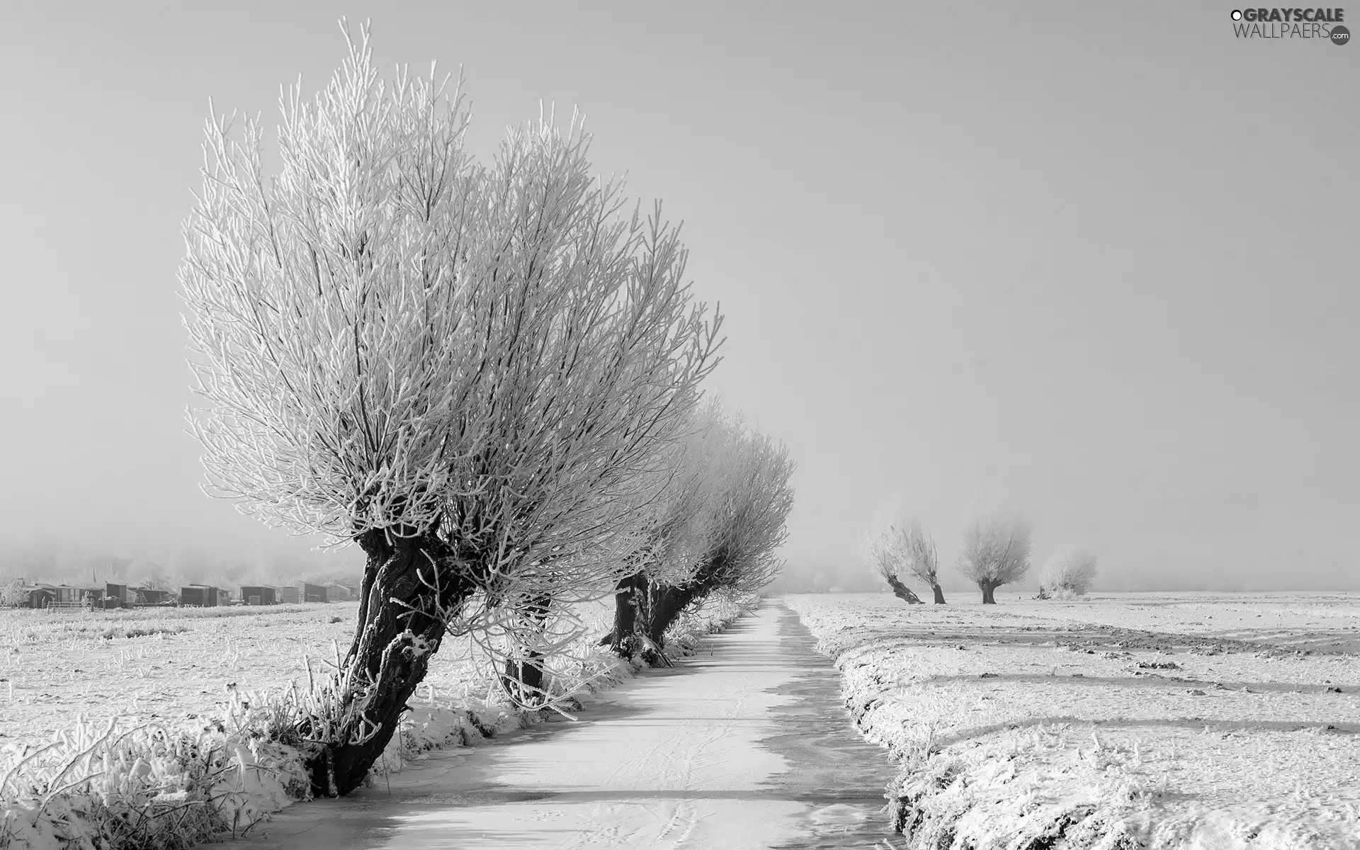 trees, Frozen, field, snow, viewes, River