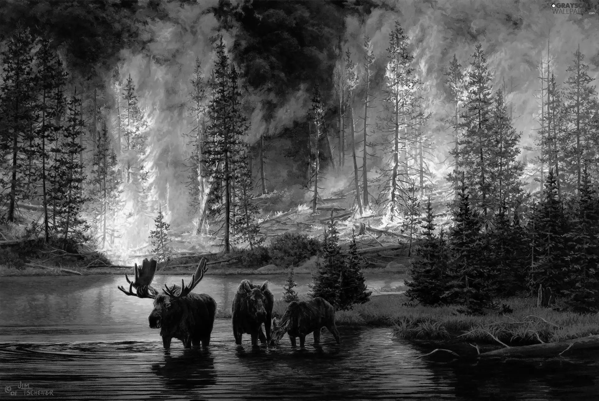 fire, elks, forest