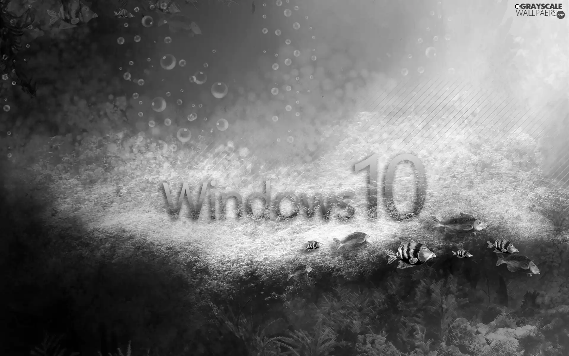 water, Windows 10, fishes