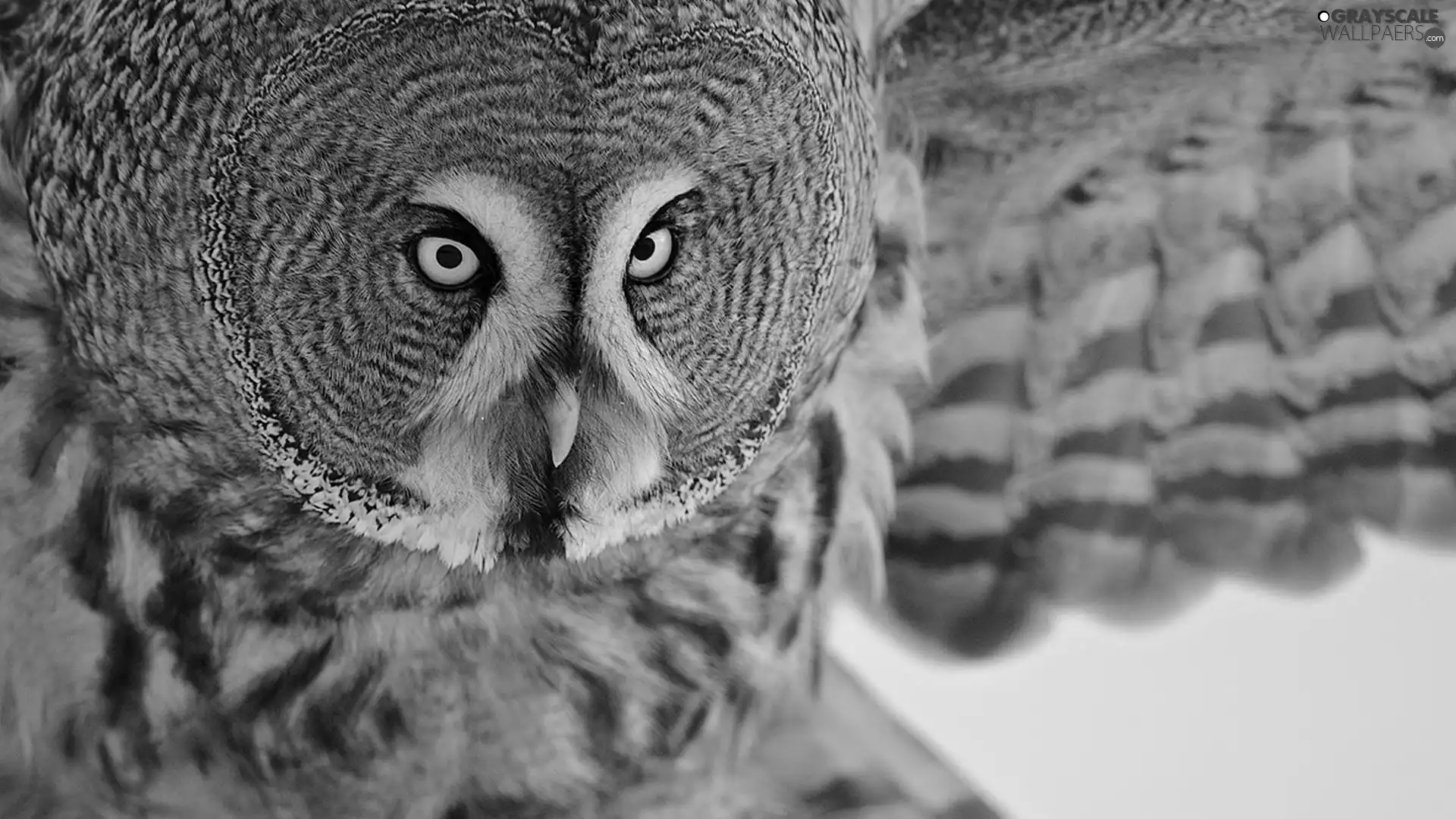 owl, during, flight, Tawny owl great gray owl