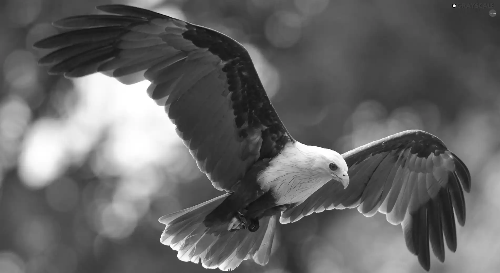 eagle, flight