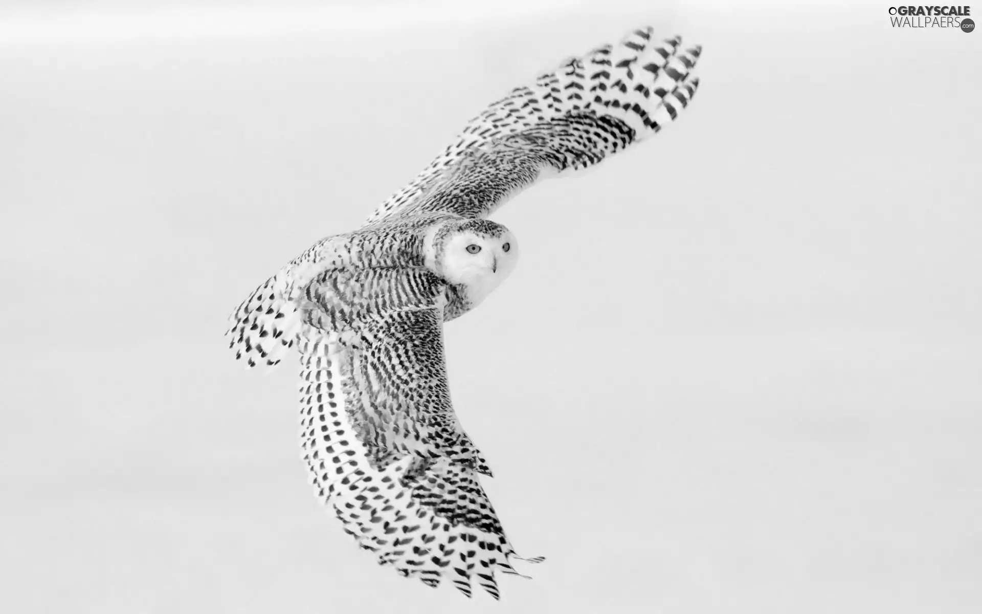 flight, owl, snow