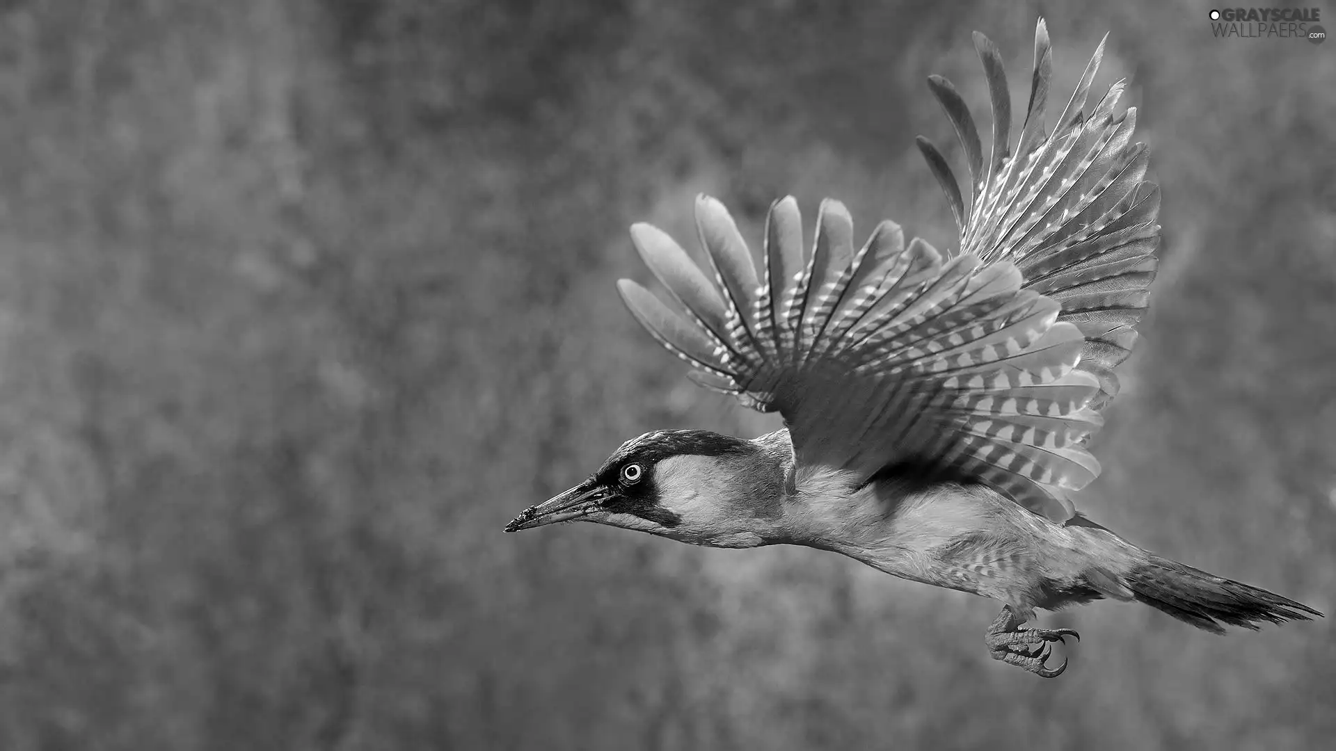 woodpecker, flight