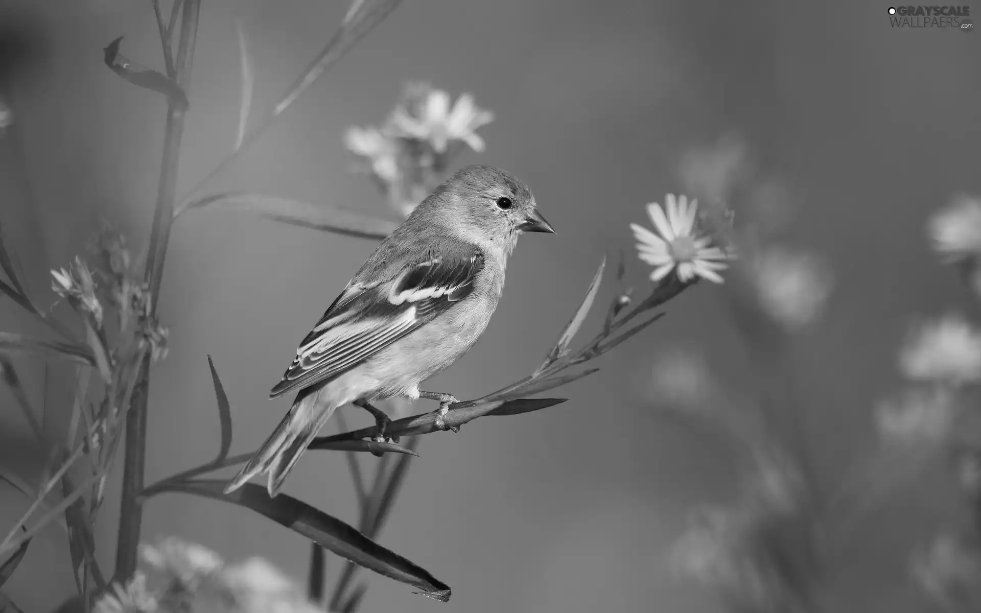 flower, sparrow, twig