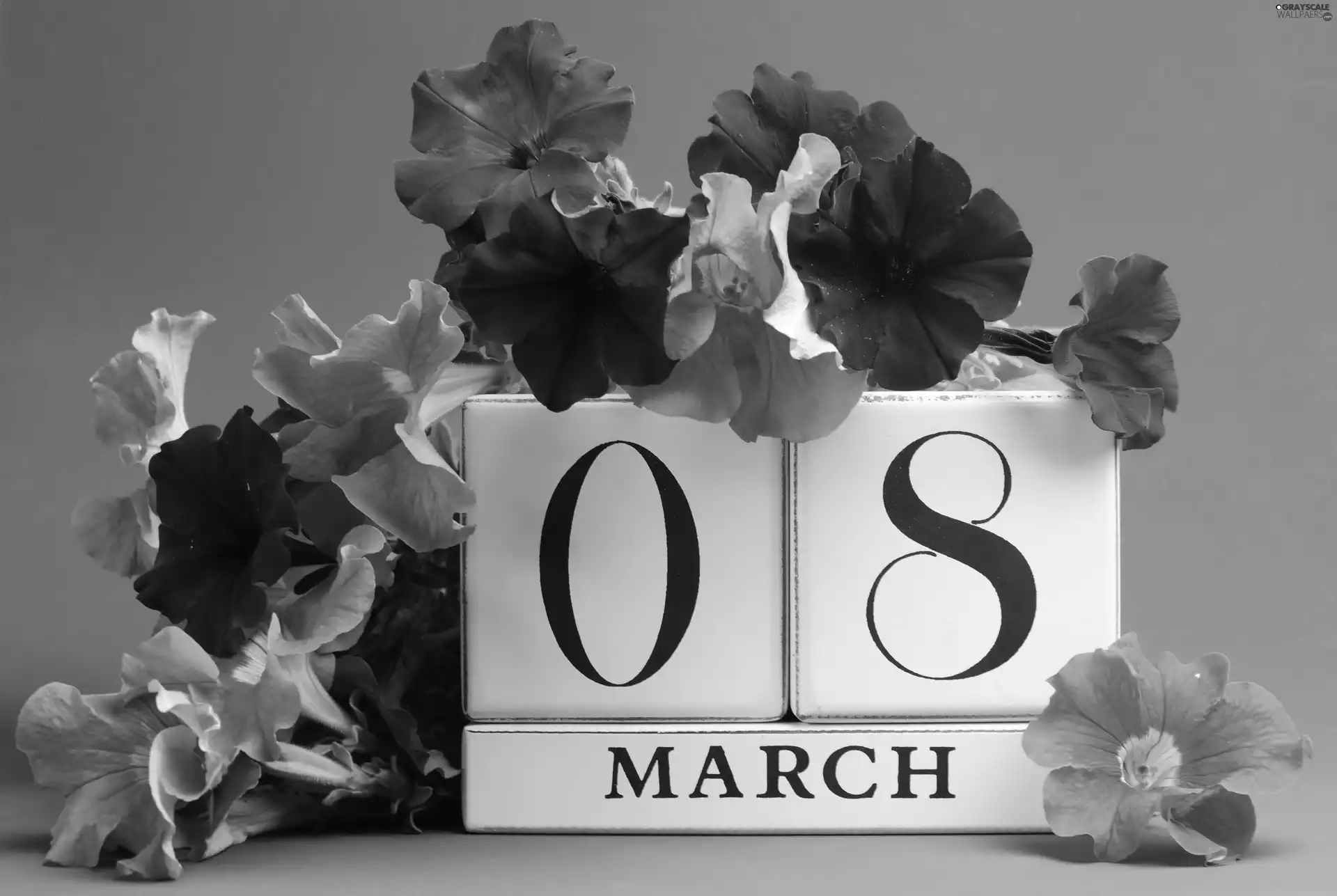 Flowers, Petunia, day, women, March 8