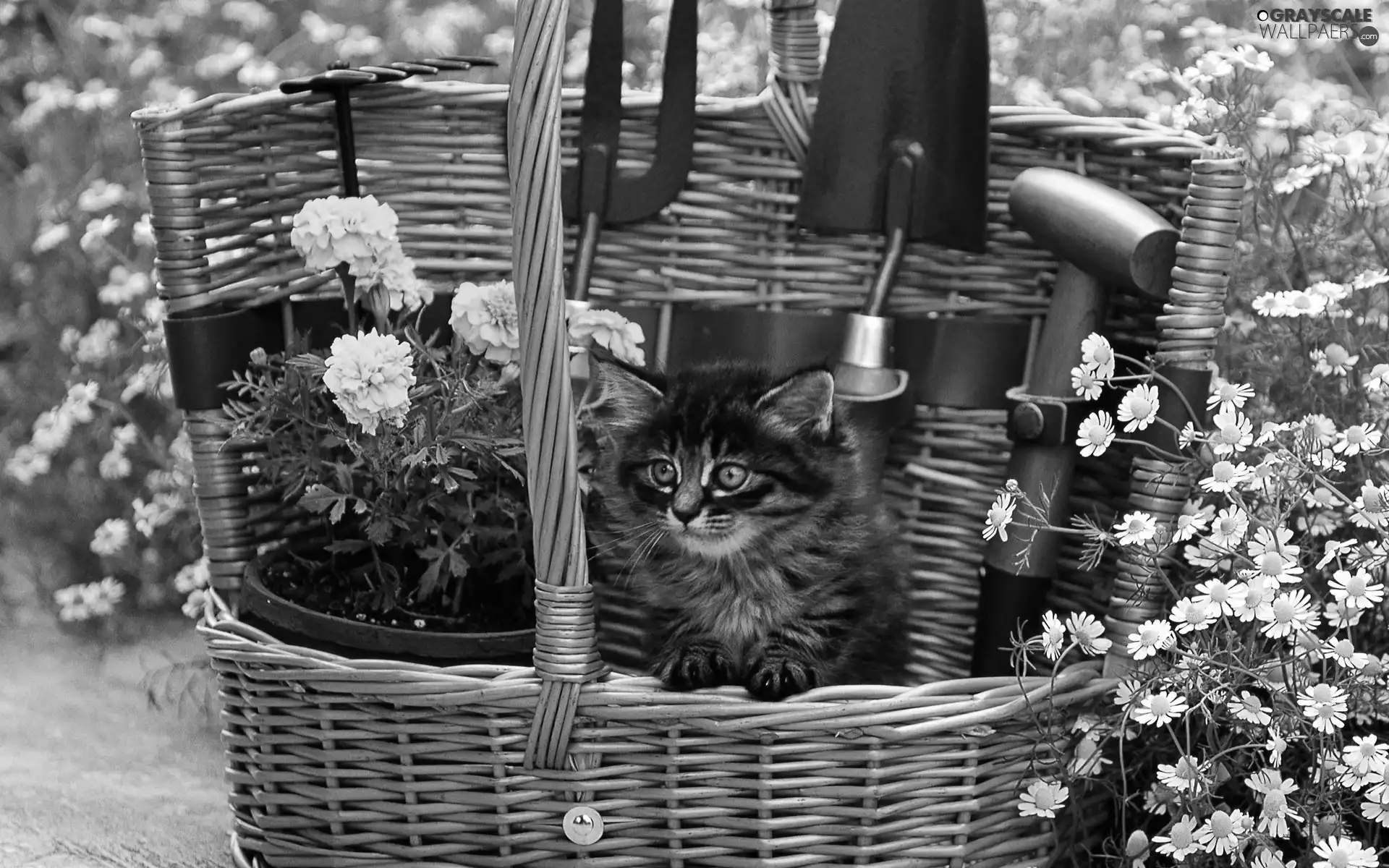 Flowers, kitten, basket