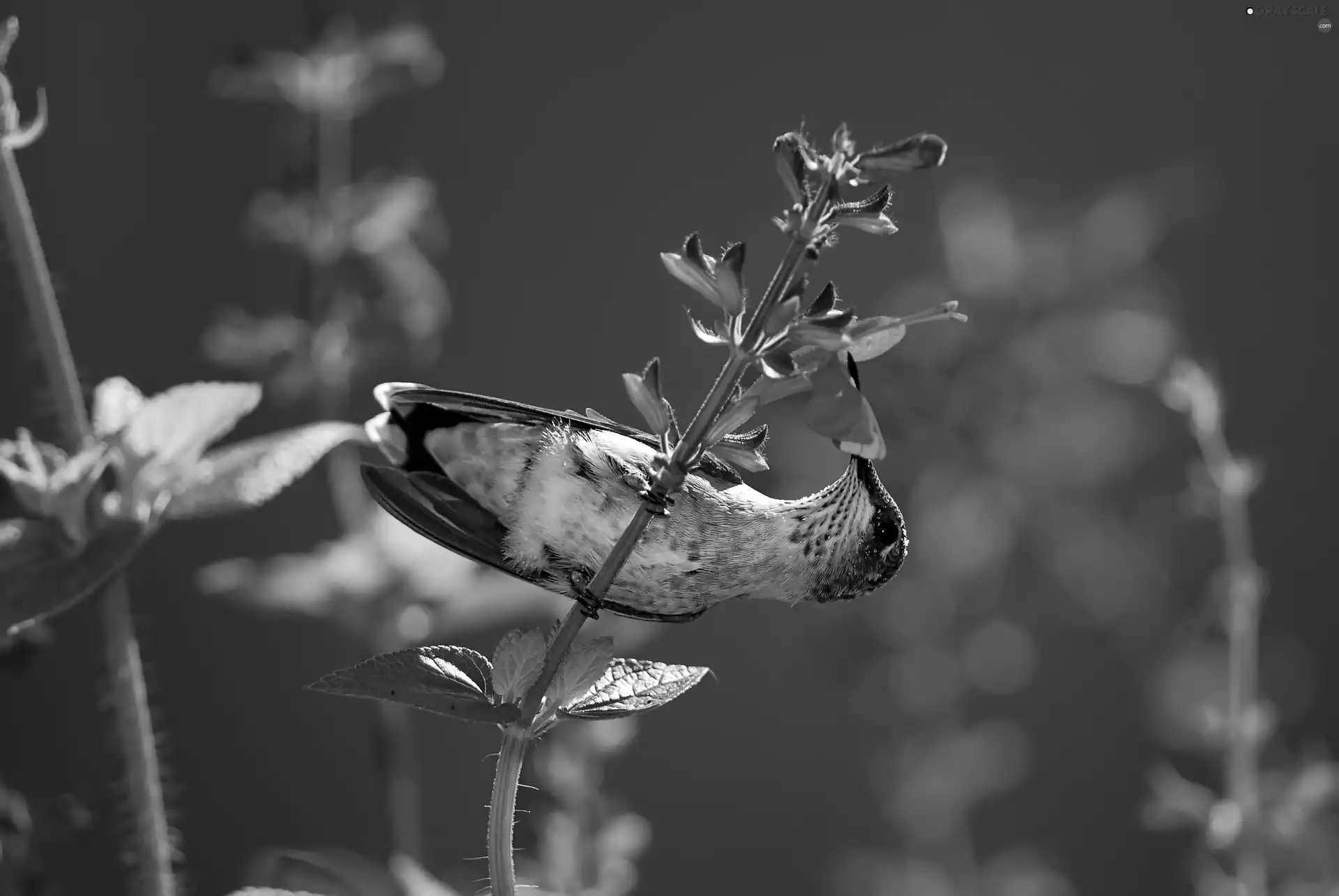 humming-bird, twig, Flowers, Bird
