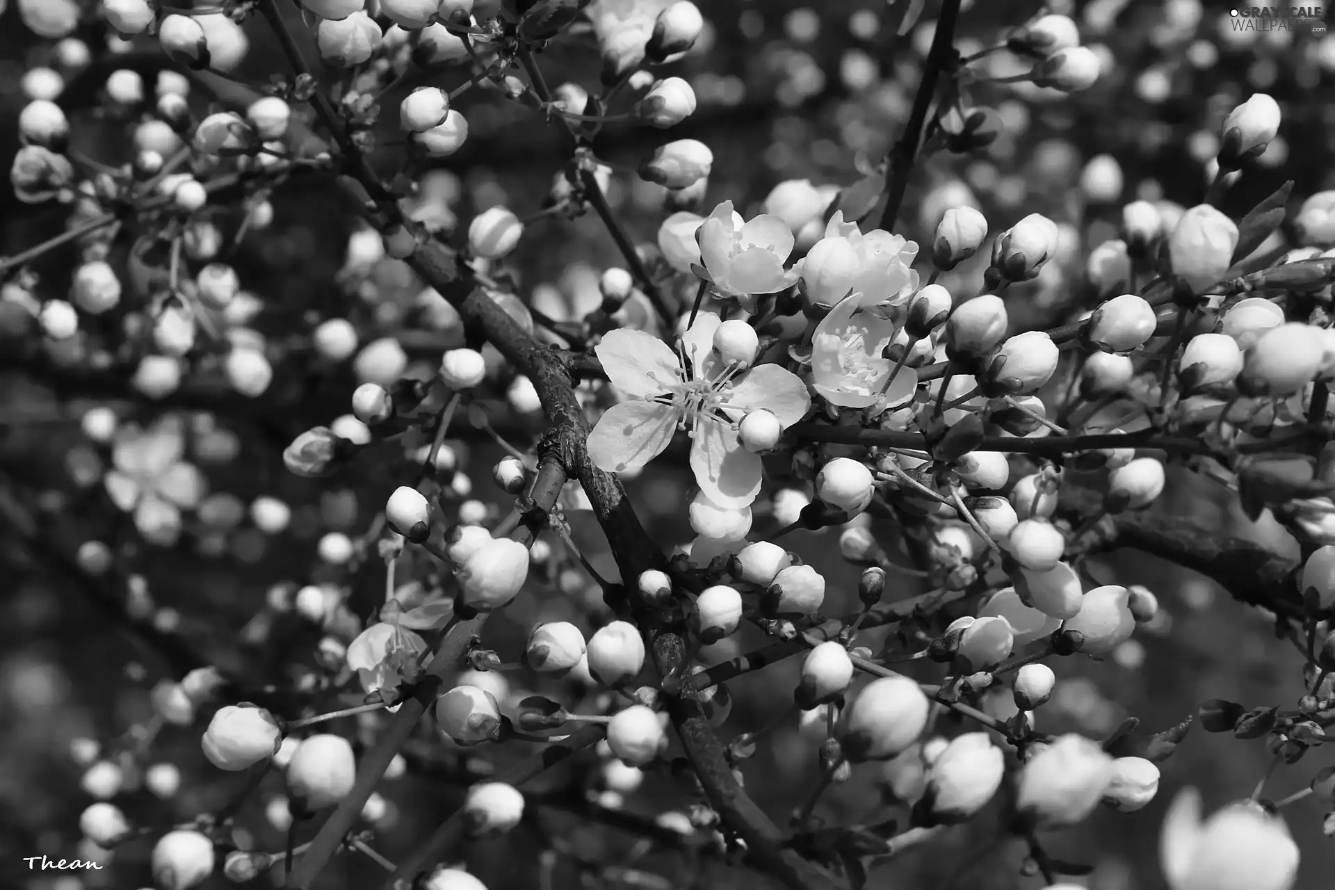 Flowers, Buds, fruit, White, trees