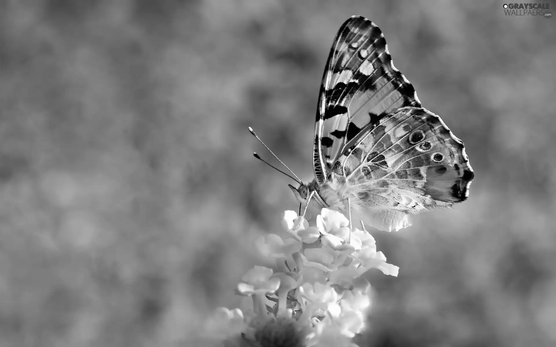 butterfly, Cardui, Flowers, undine